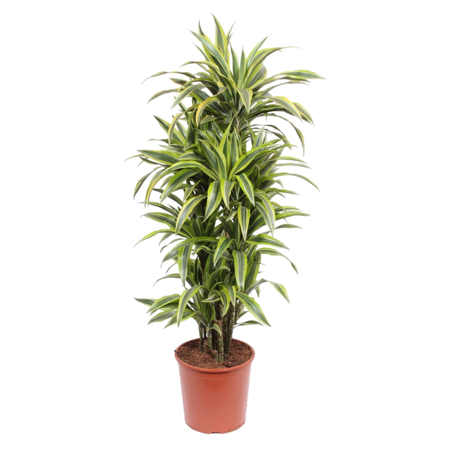 Dracaena Lemon Lime – 150 cm pflegeleichte Zimmerpflanze