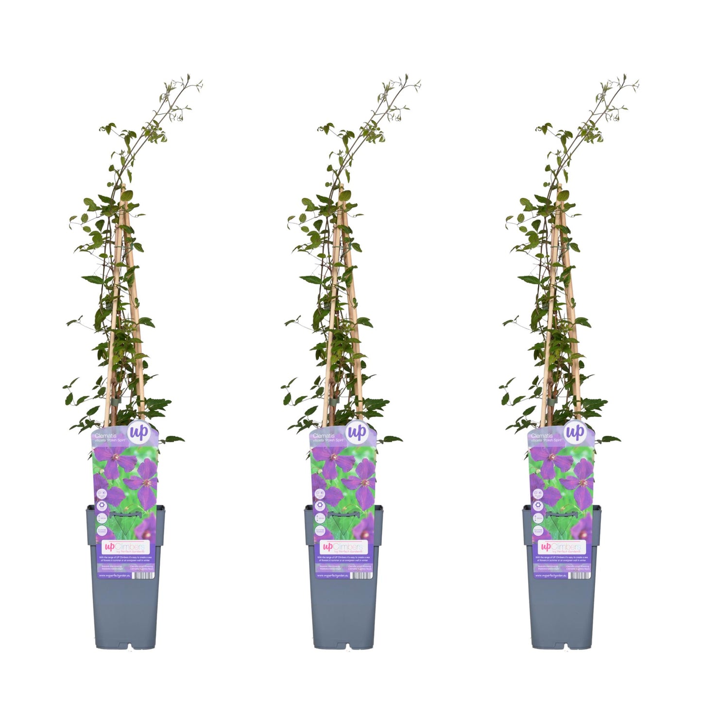 3x Clematis Viticella 'Polish Spirit' – Pflegeleichte Kletterpflanze Ø15cm