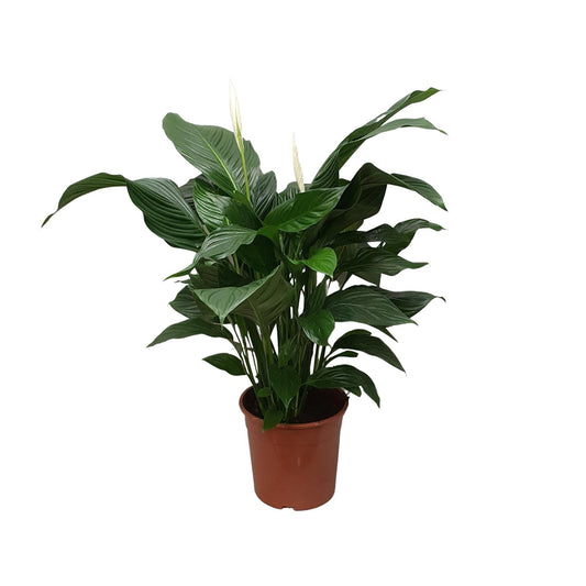 Spathiphyllum Sweet Silvana – Friedenslilie Ø24cm, ca. 80cm hoch