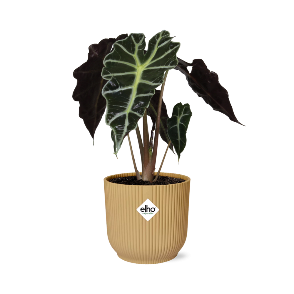 Alocasia ‘Polly’ – Tropische, pflegeleichte Zimmerpflanze im ELHO Vibes Fold Topf