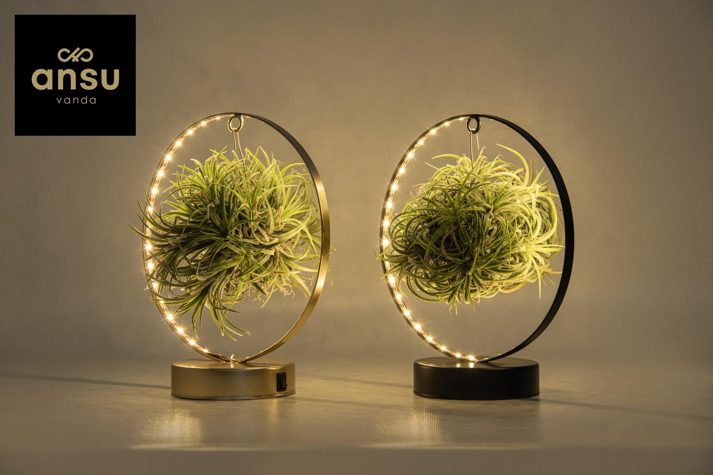 Tillandsien LED Edition Mix – 2er Set, Ø11-23 cm