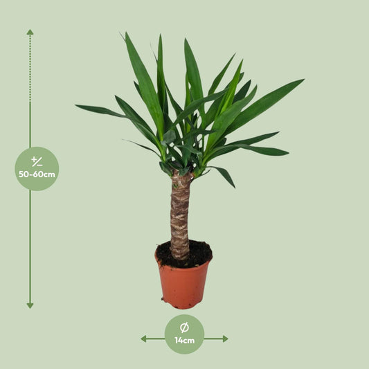 Yucca Zimmerpflanze – Ø14cm Topf, ca. 60cm hoch