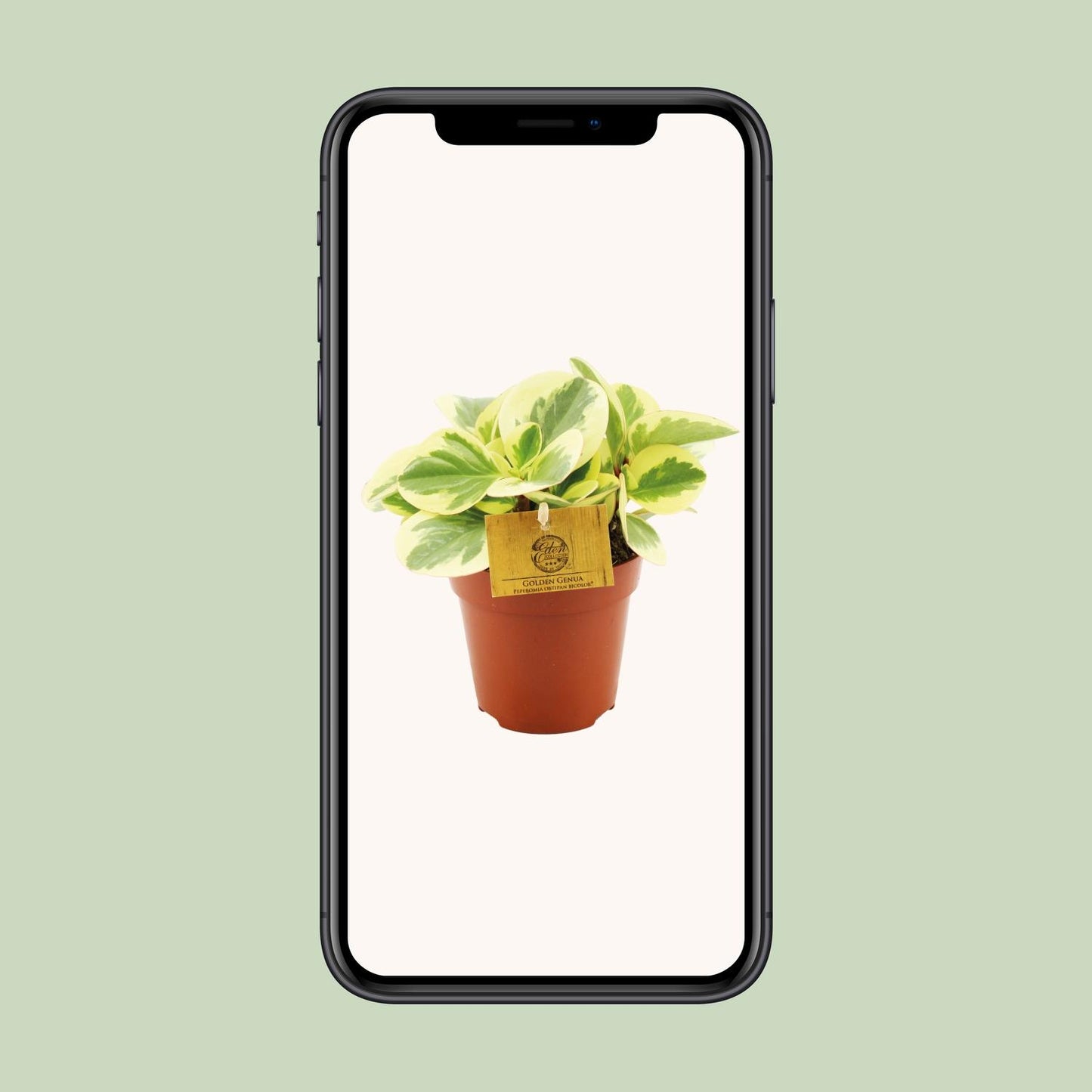 Peperomia Obtipan Bicolor – Pflegeleichte Zimmerpflanze Ø12cm