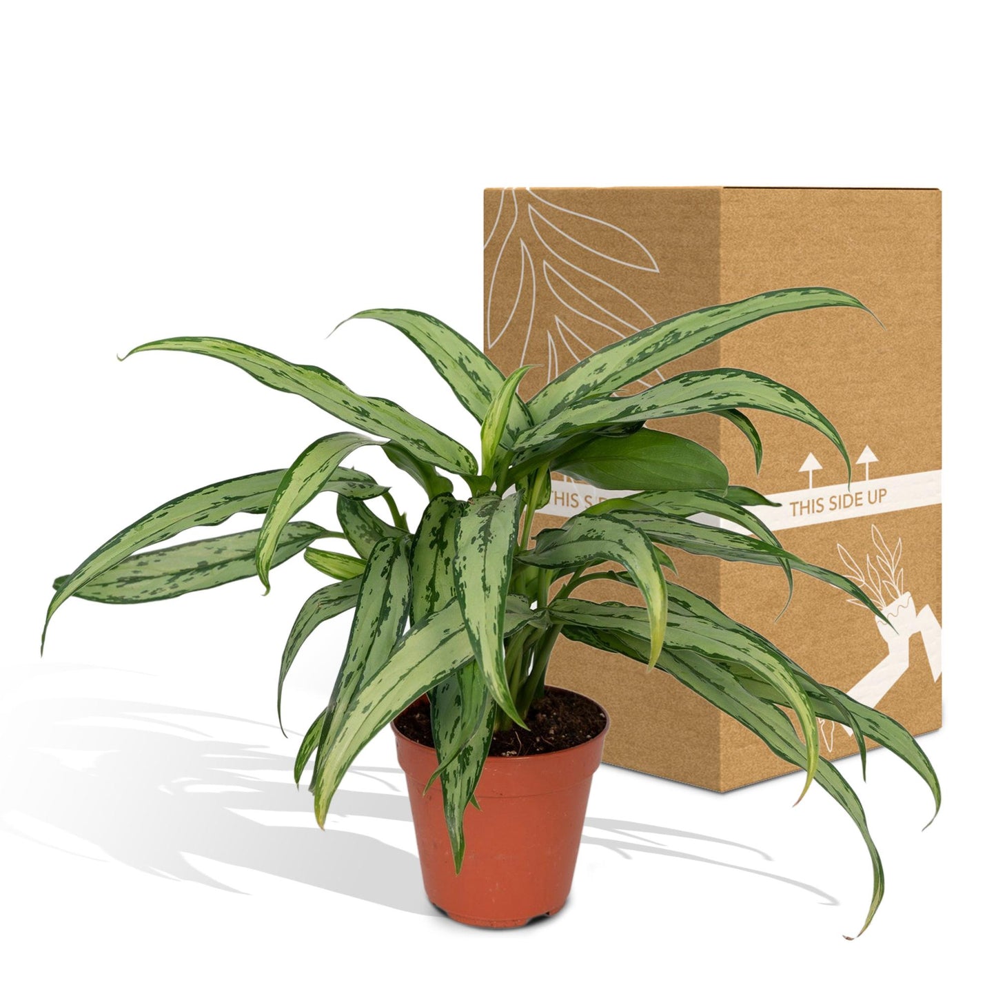 Aglaonema Cutlass – Pflegeleichte Zimmerpflanze Ø30cm