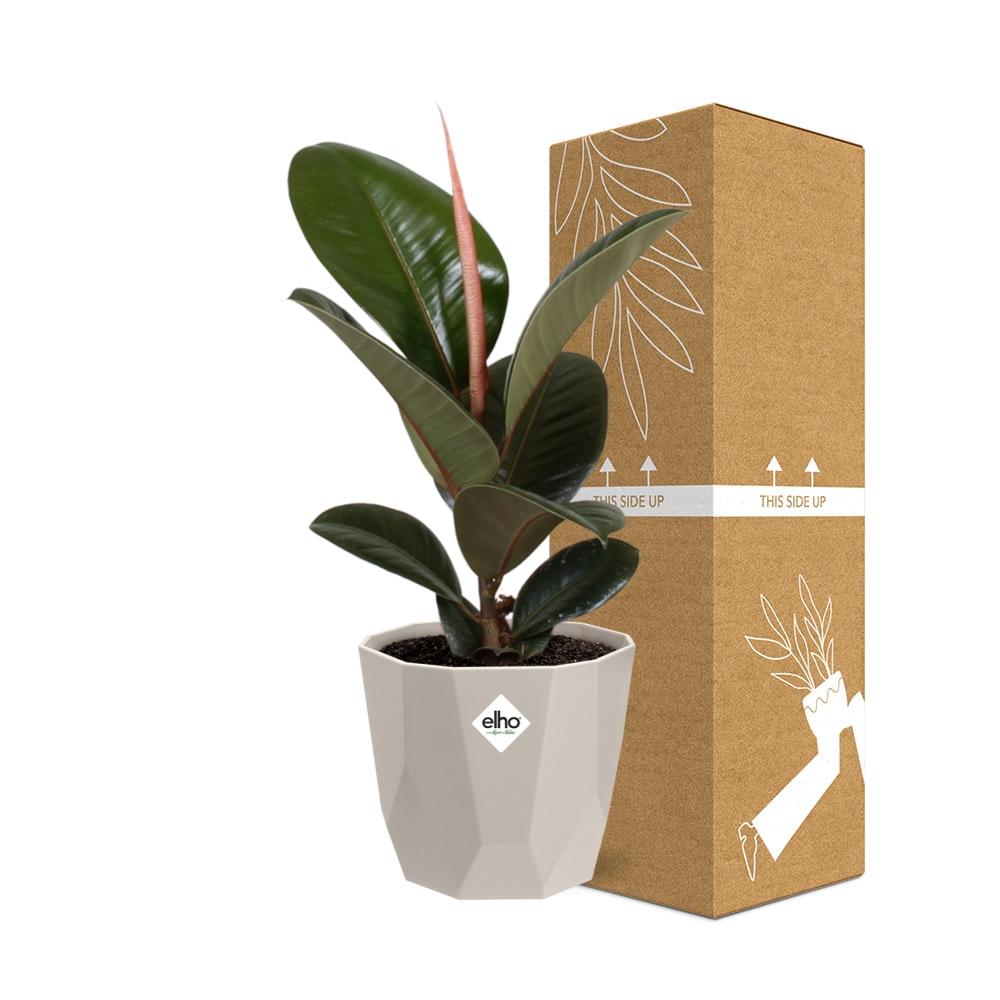 Ficus Elastica ‚Robusta‘ – Pflegeleichte Zimmerpflanze 14 cm