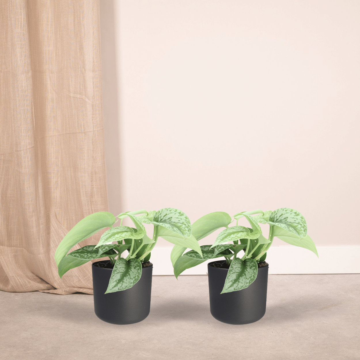 Scindapsus Pictus Trebie – 2er Set Ø12cm, pflegeleicht
