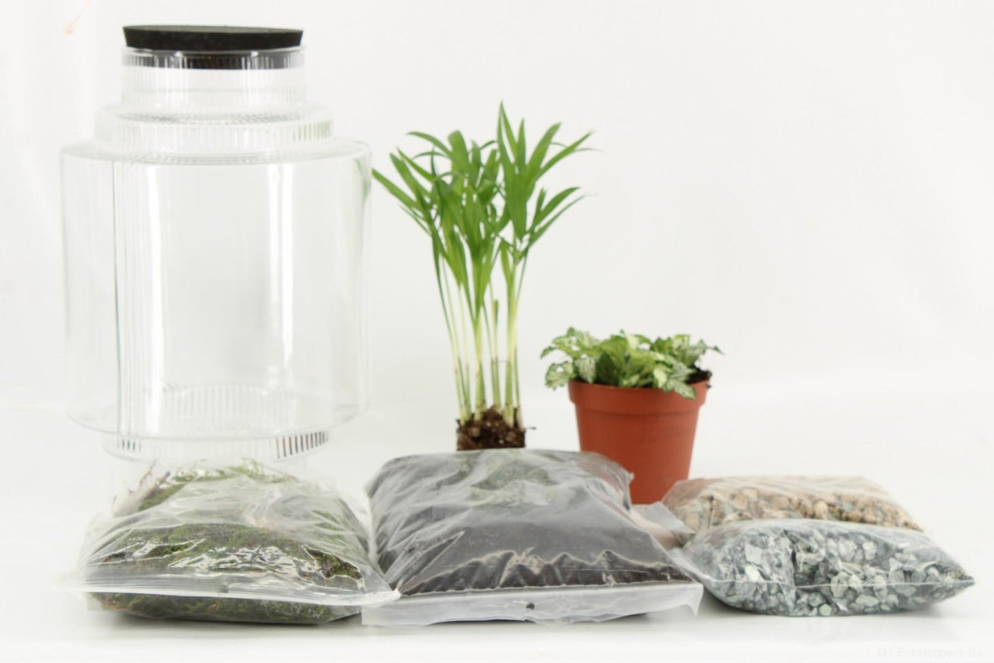 Terrarium Arrangement DIY – Ø17 cm, Höhe 25 cm