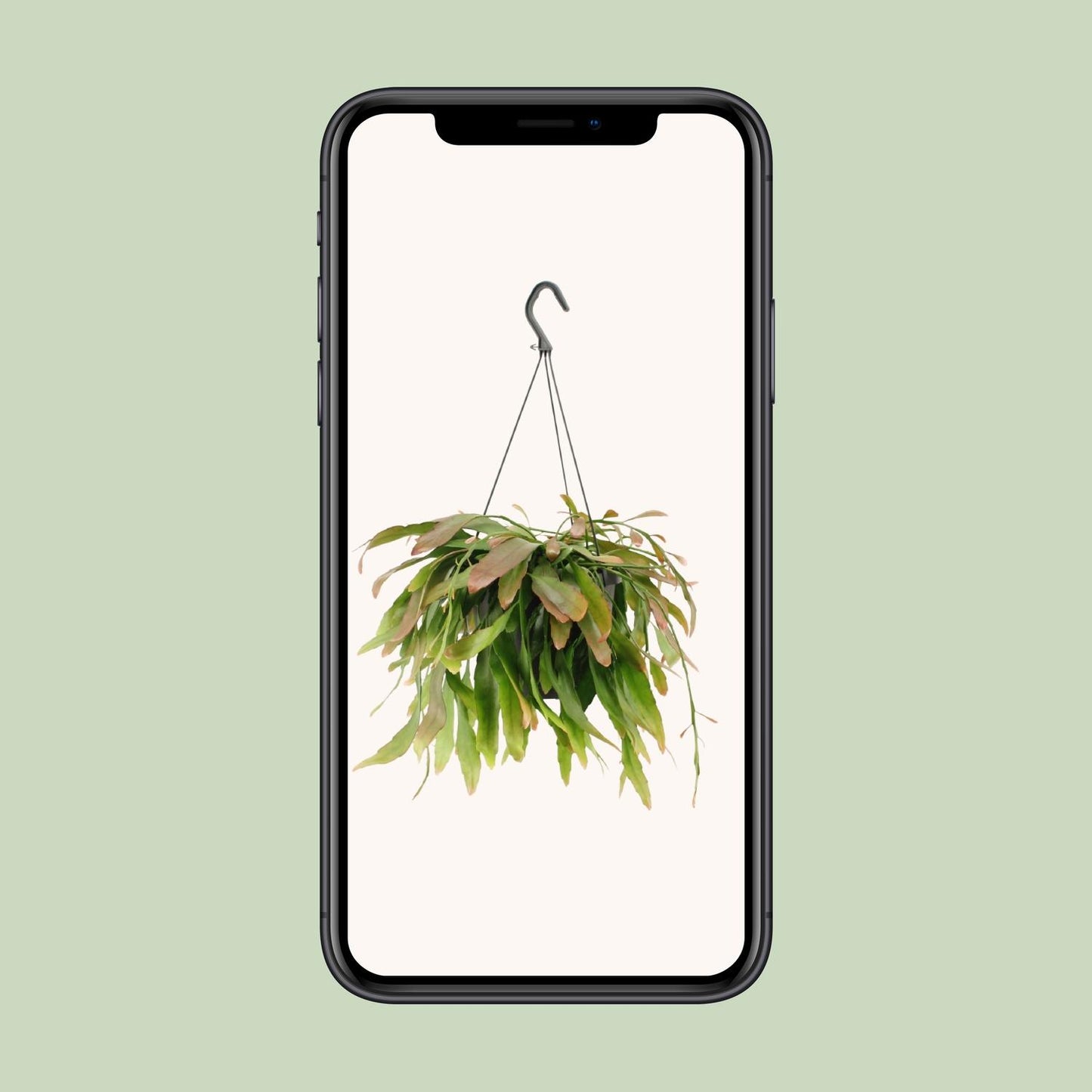 Rhipsalis Red Coral – Exotische pflegeleichte Zimmerpflanze Ø17cm
