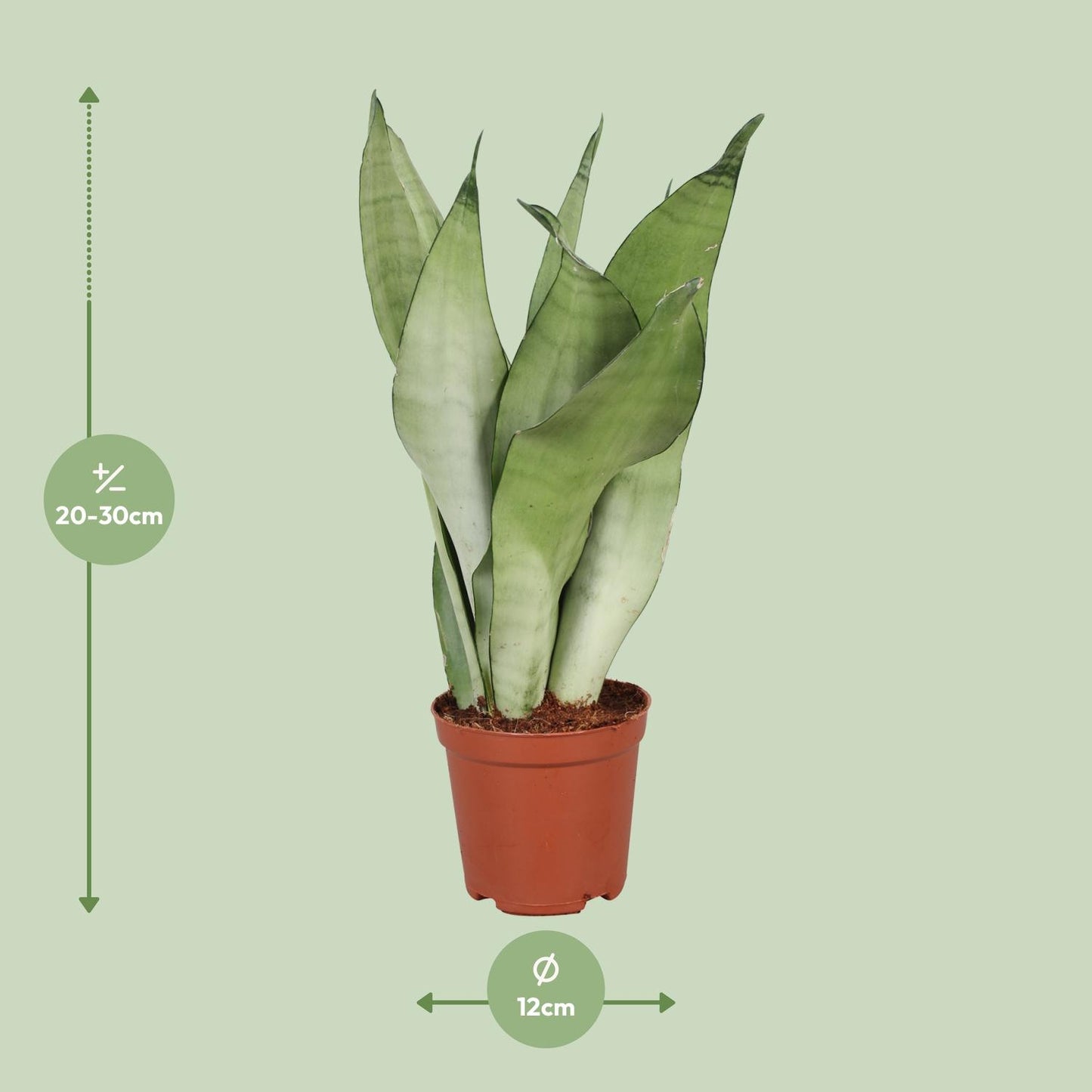 Sansevieria Trifasciata Moonshine – Pflegeleichte Zimmerpflanze Ø12cm
