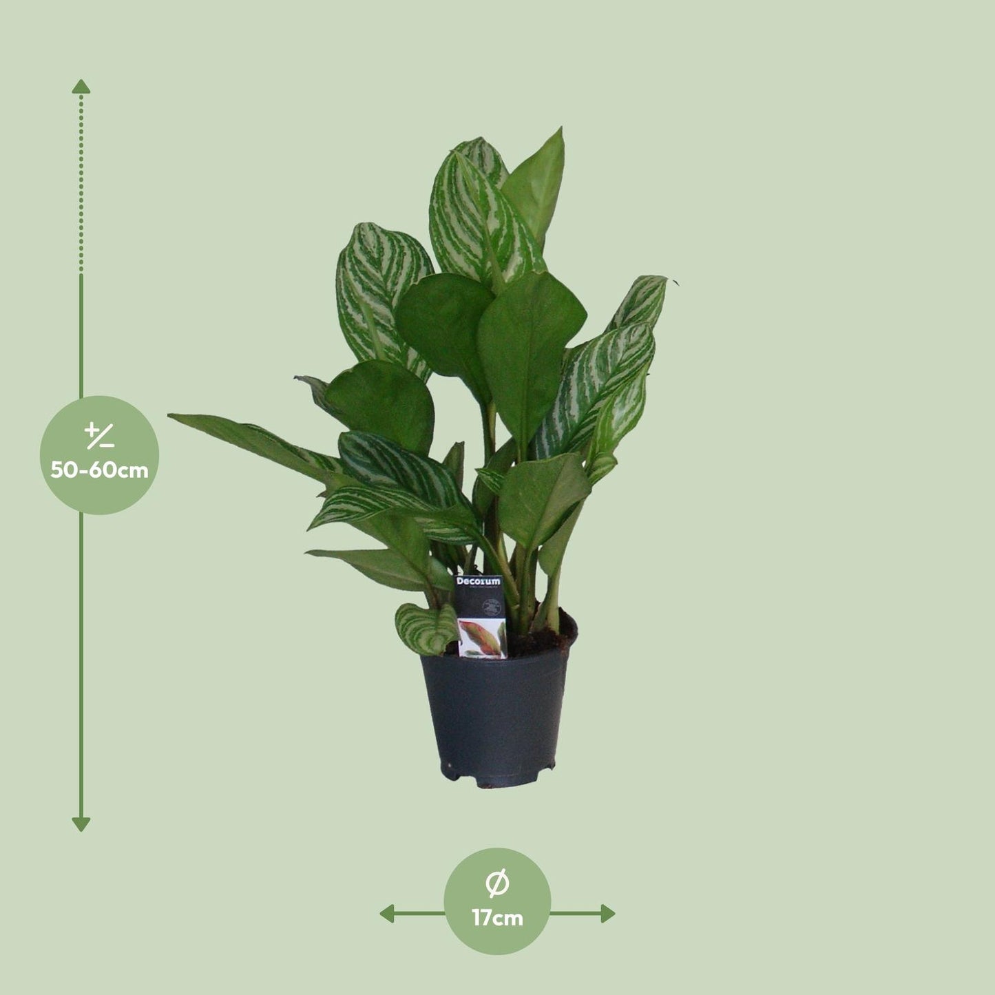 Aglaonema Stripes – Pflegeleichte luftreinigende Zimmerpflanze Ø17cm