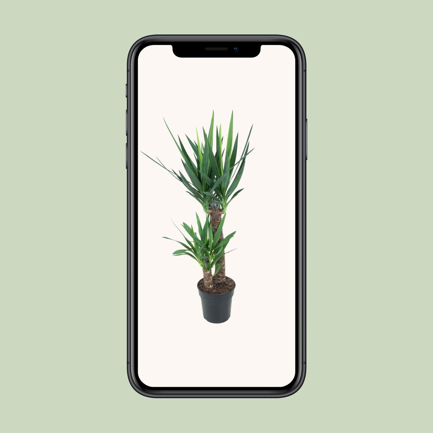 Yucca Elephantipes – Stilvolle, pflegeleichte Zimmerpflanze Ø21cm