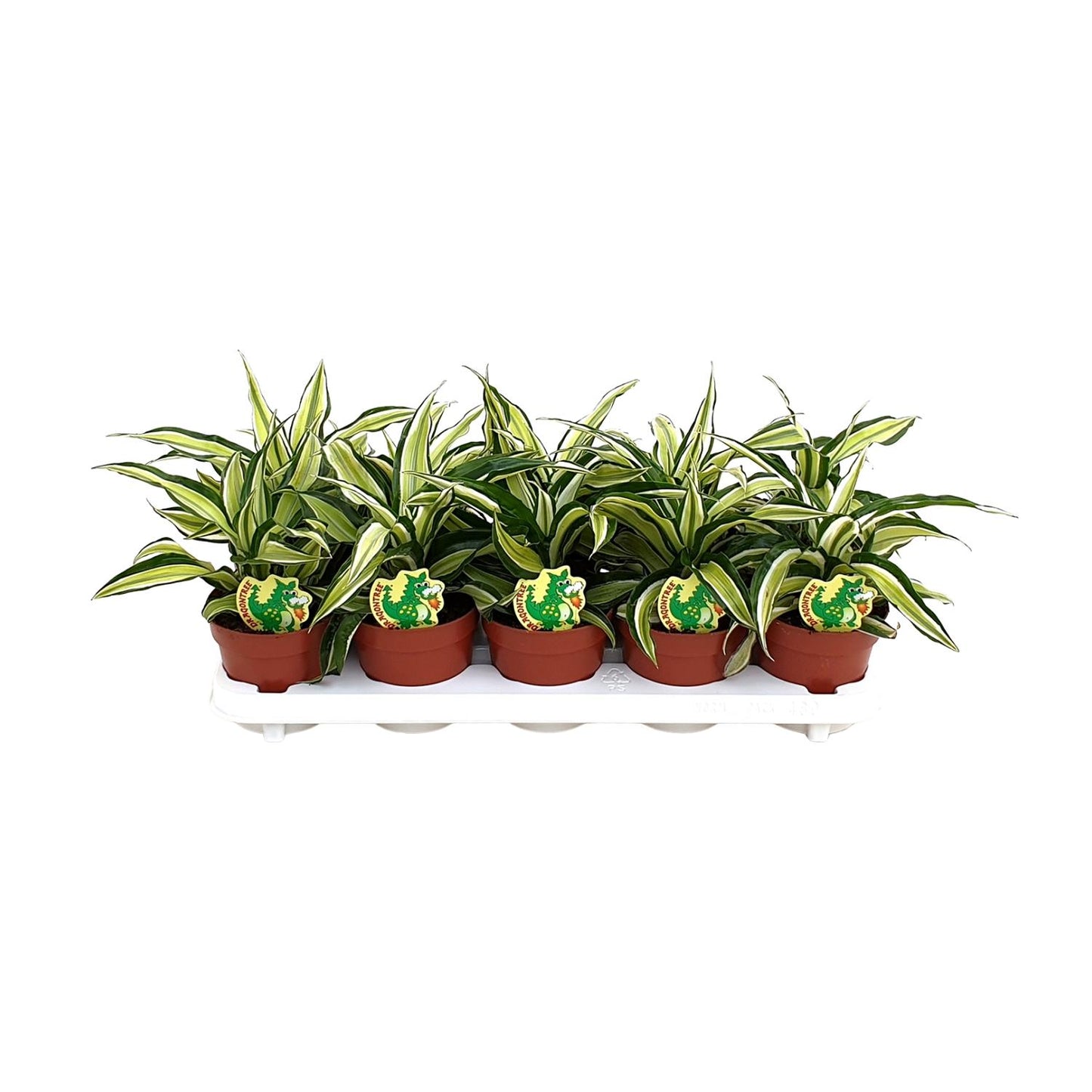 Dracaena Malaika – Exotische, pflegeleichte Zimmerpflanze Ø12cm