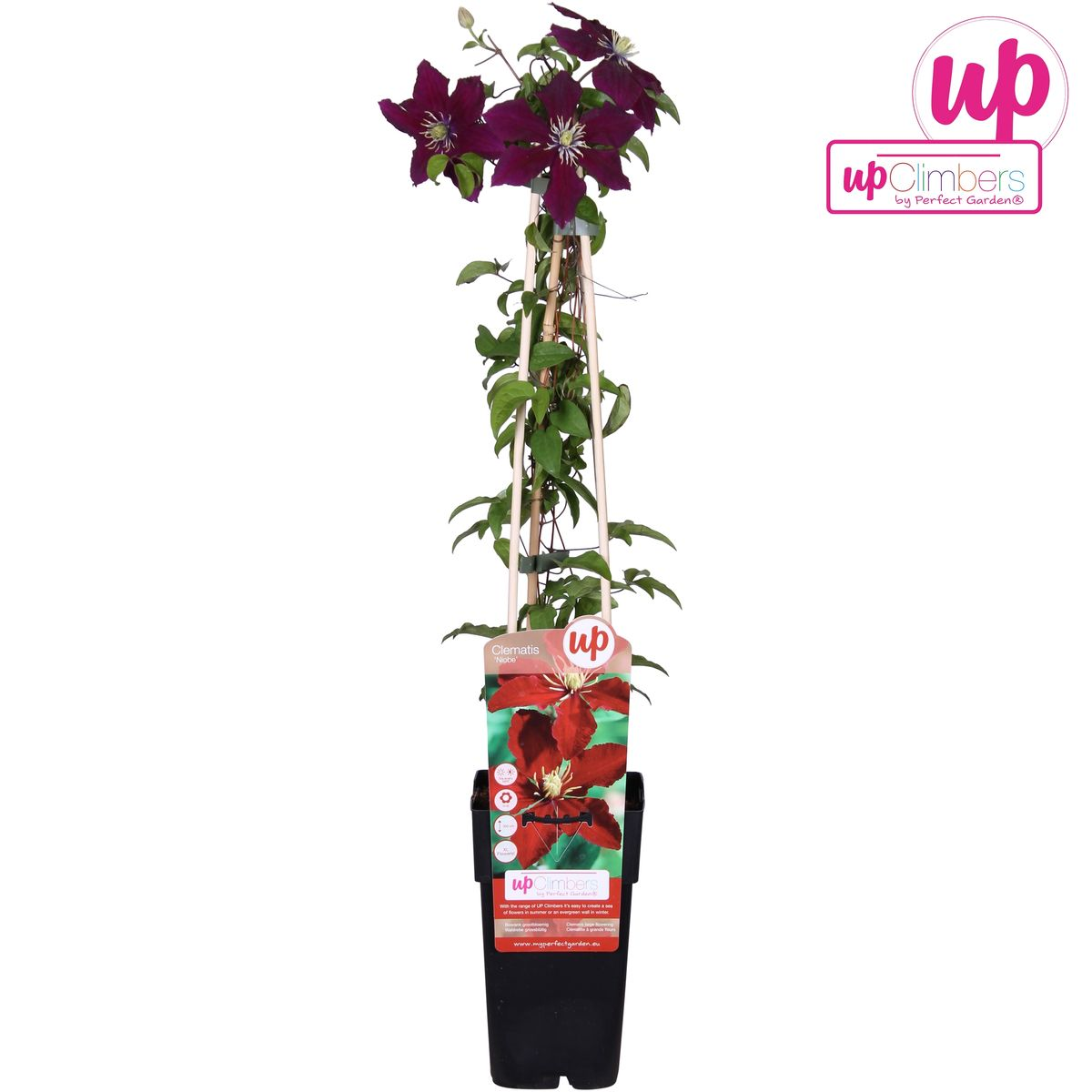 Clematis Niobe – Rote blühende Kletterpflanze, 65 cm