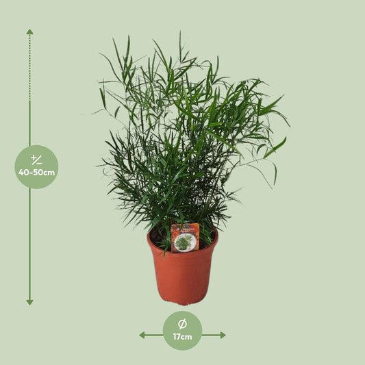 Asparagus falcatus – Eleganter Spargel-Farn Ø17cm, ca. 55cm hoch