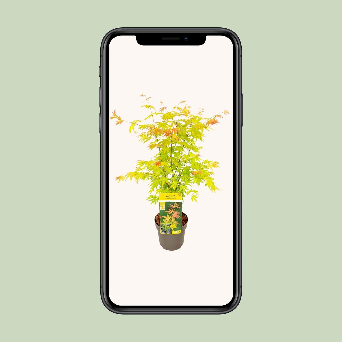 Acer palmatum Orange Dream – dekorativer Ahorn Ø19cm