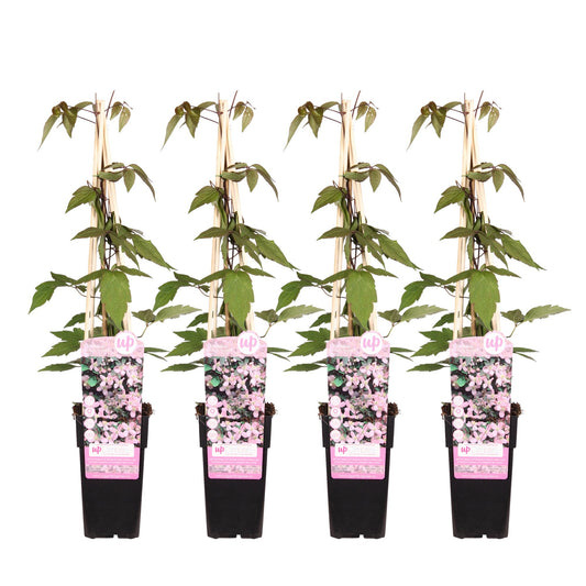 4x Clematis Montana 'Fragrant Spring' – Duftende Kletterpflanze Ø15cm