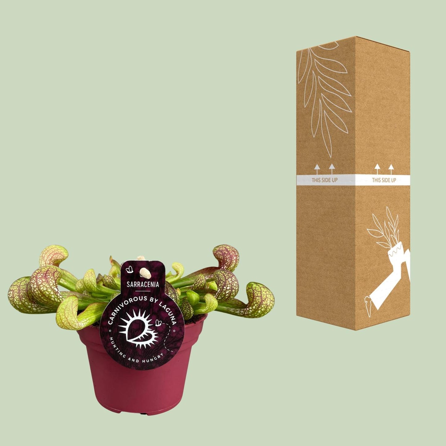 Sarracenia Psittacina – Exotische Kannenpflanze Ø12cm