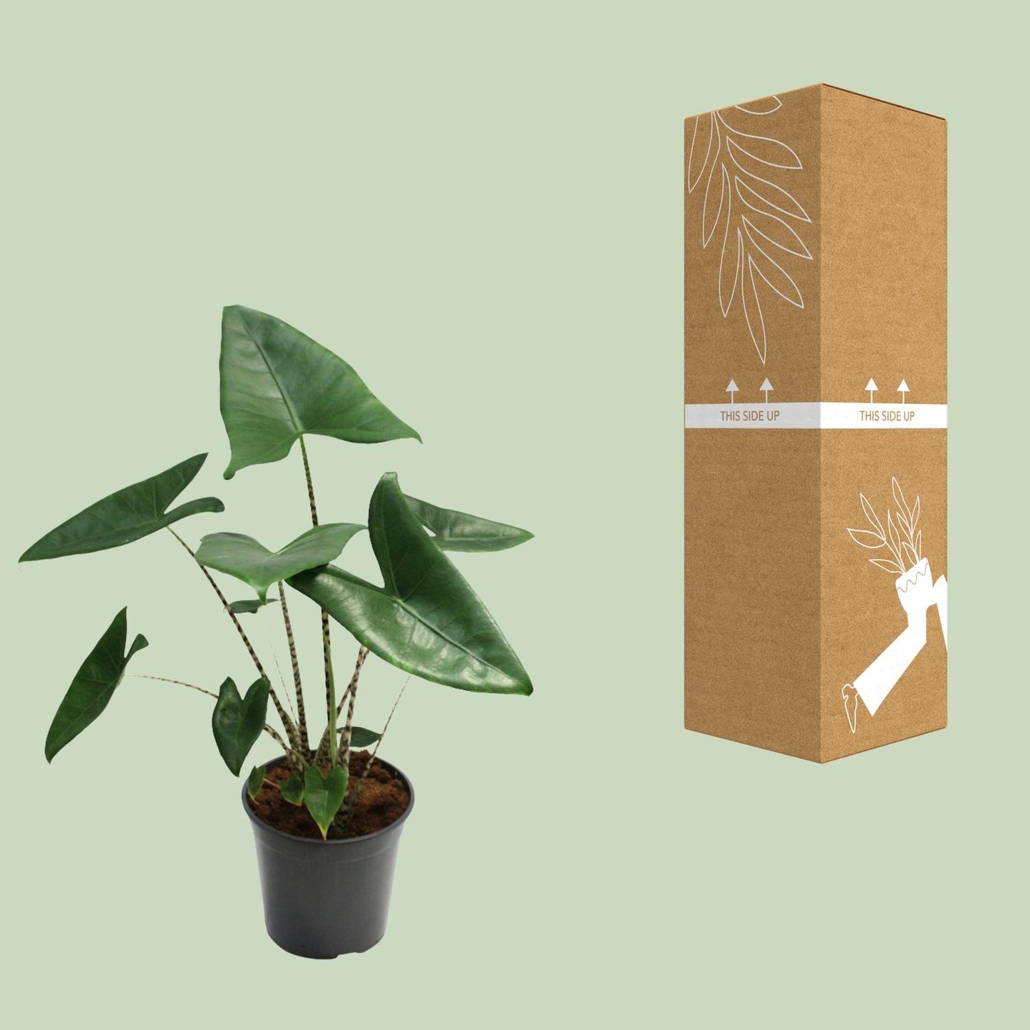 Alocasia Zebrina – Trendige Zebrapflanze Ø21cm, ca. 80cm hoch