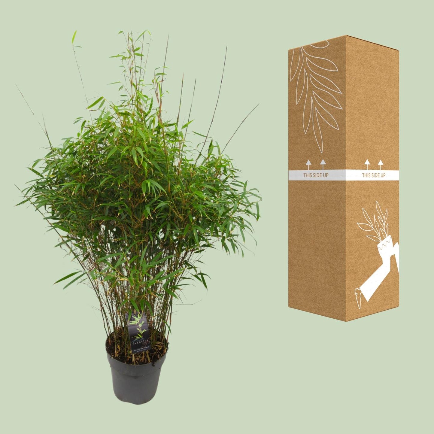 Drachenkopf-Bambus 'Rufa' – Pflegeleichte Zimmer- und Gartenpflanze Ø27cm
