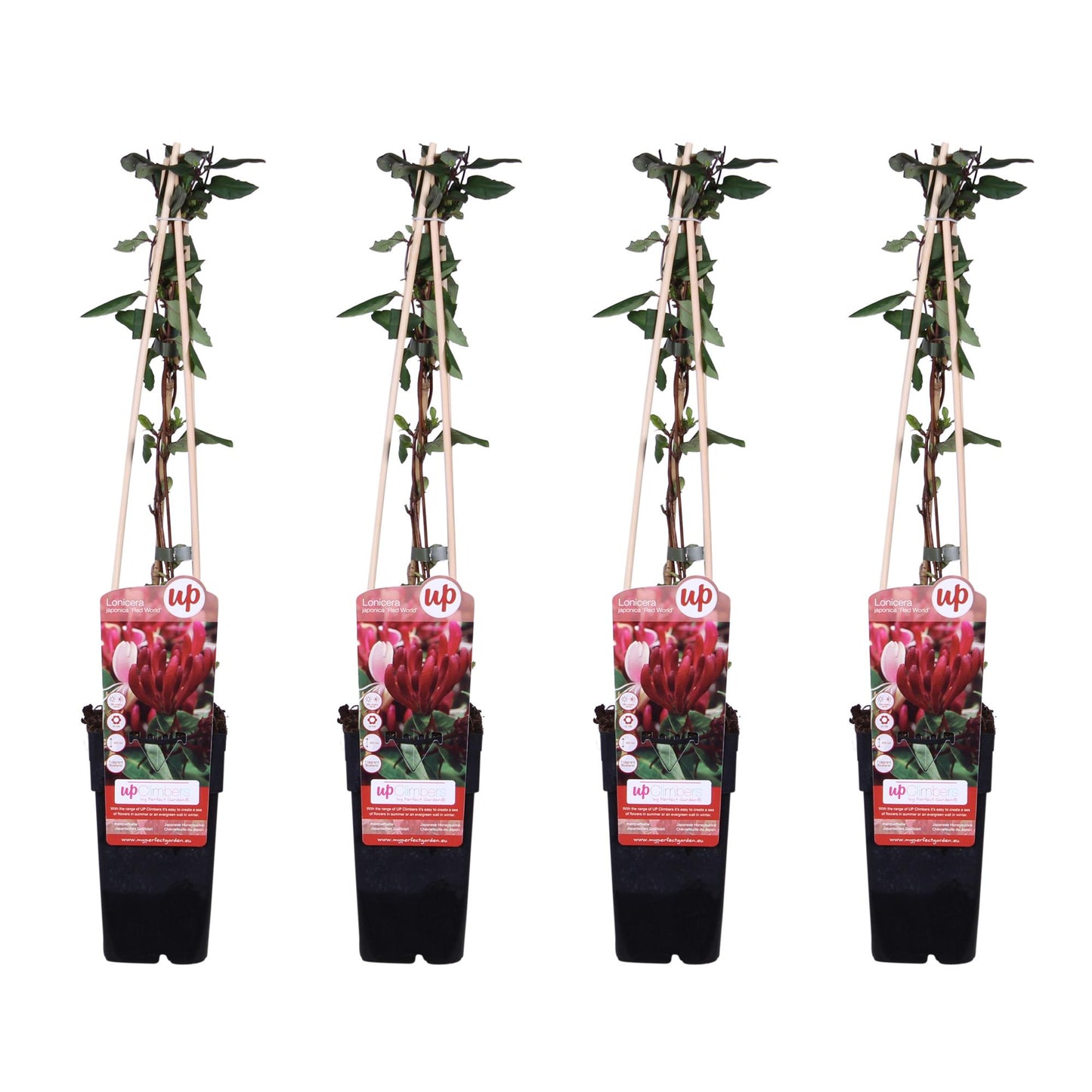 Lonicera japonica 'Red World' – Duftendes Geißblatt 65 cm