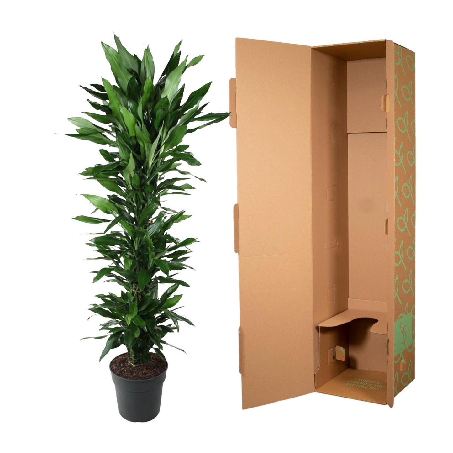 Dracaena Janet Lind vertakt – 170 cm – Ø34 cm