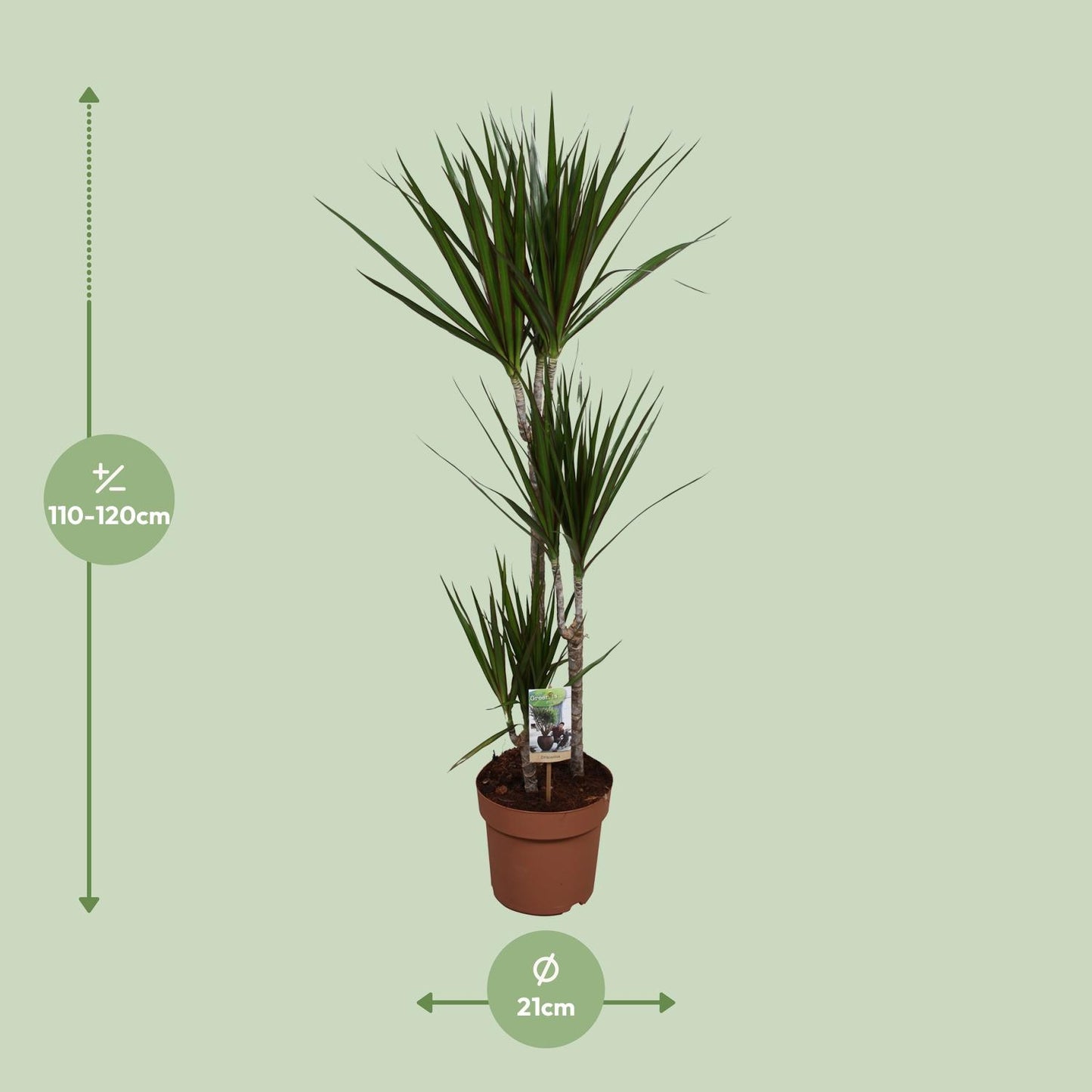Dracaena Marginata – Pflegeleichte Zimmerpflanze Ø21cm