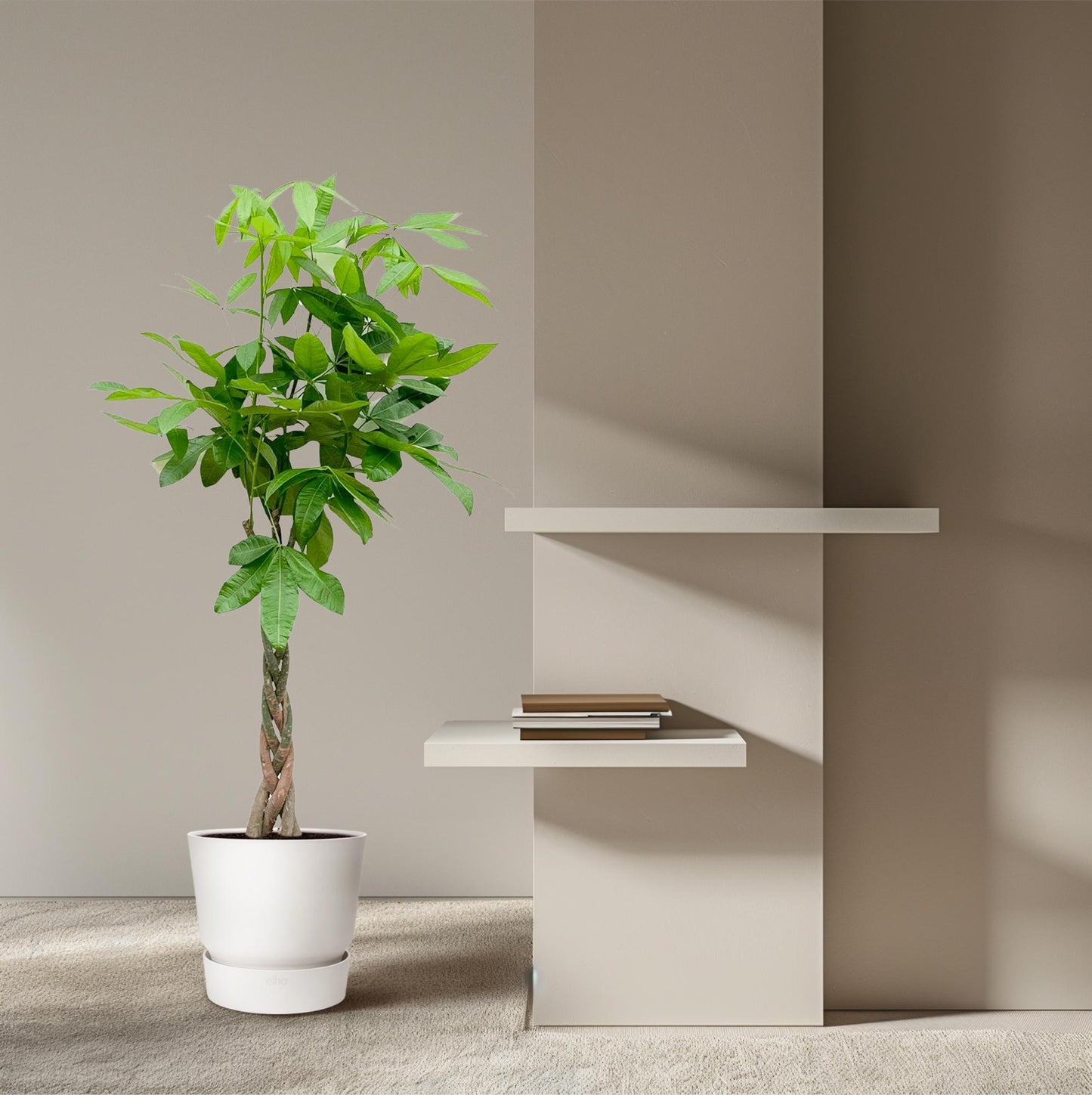 Pachira Aquatica – Geldbaum, 140 cm, ø27 cm