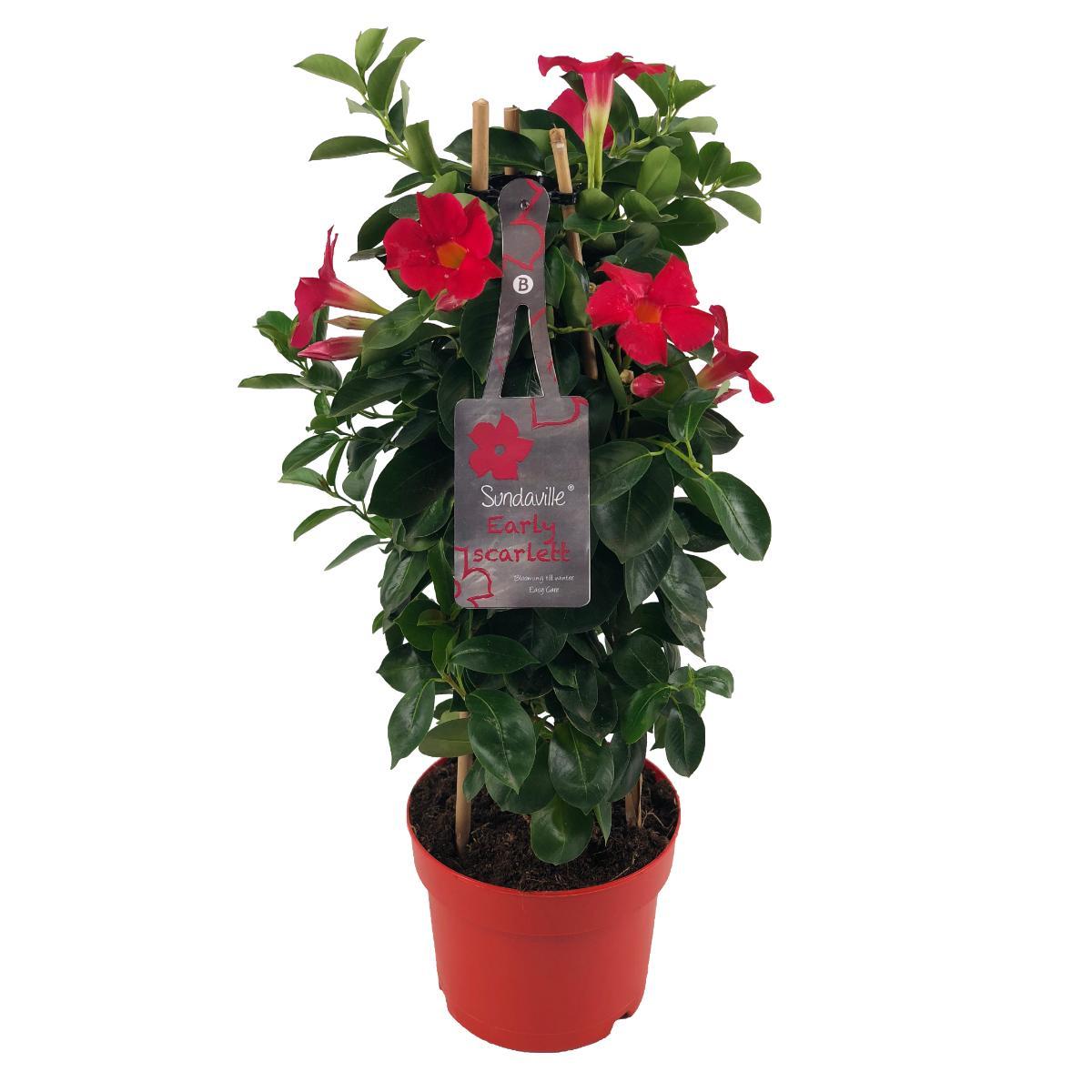 Mandevilla Sundaville Early Scarlet – Pflegeleichte Kletterpflanze Ø17cm