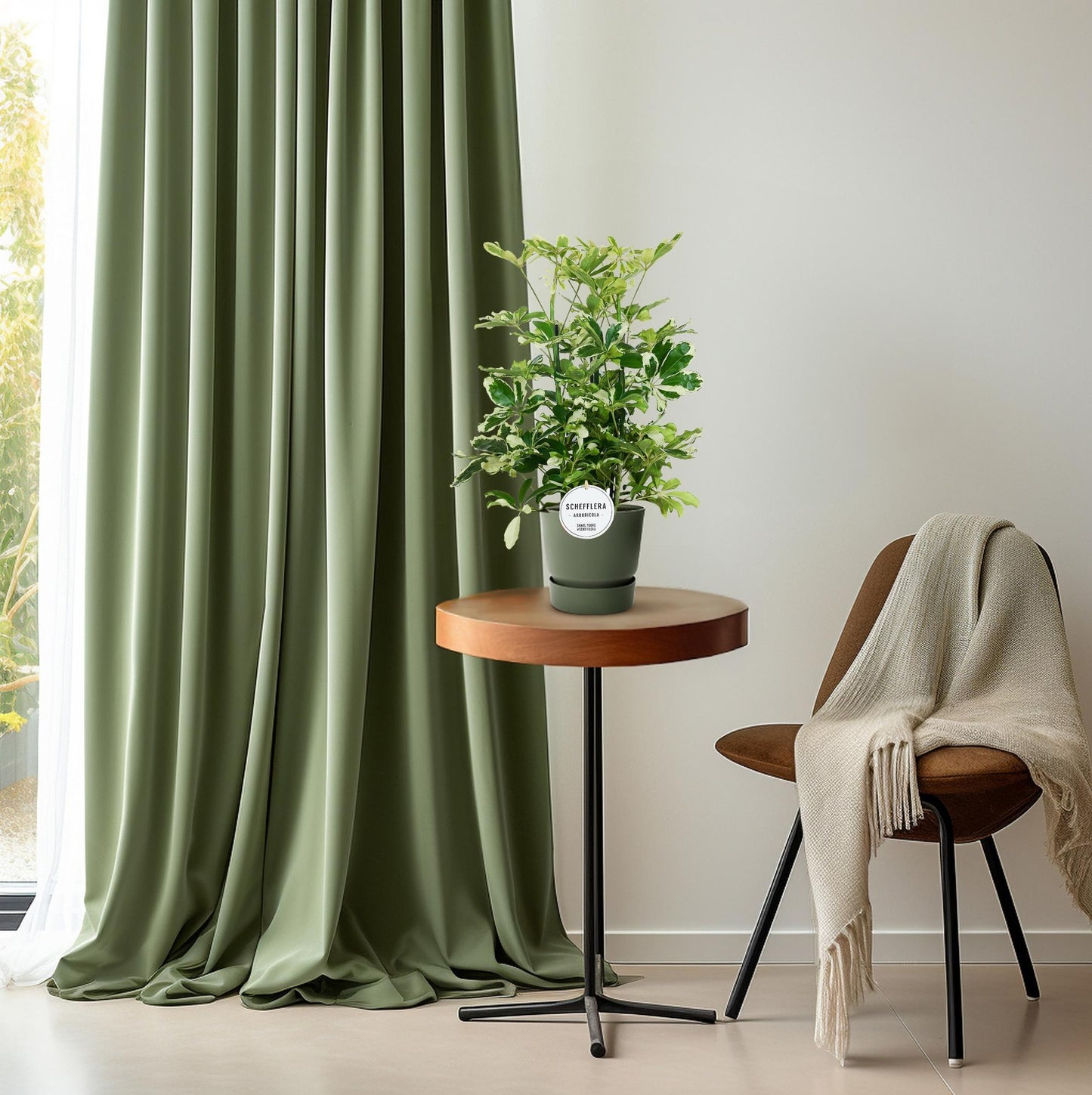 Schefflera Charlotte – Pflegeleichter Schirmbaum Ø21cm