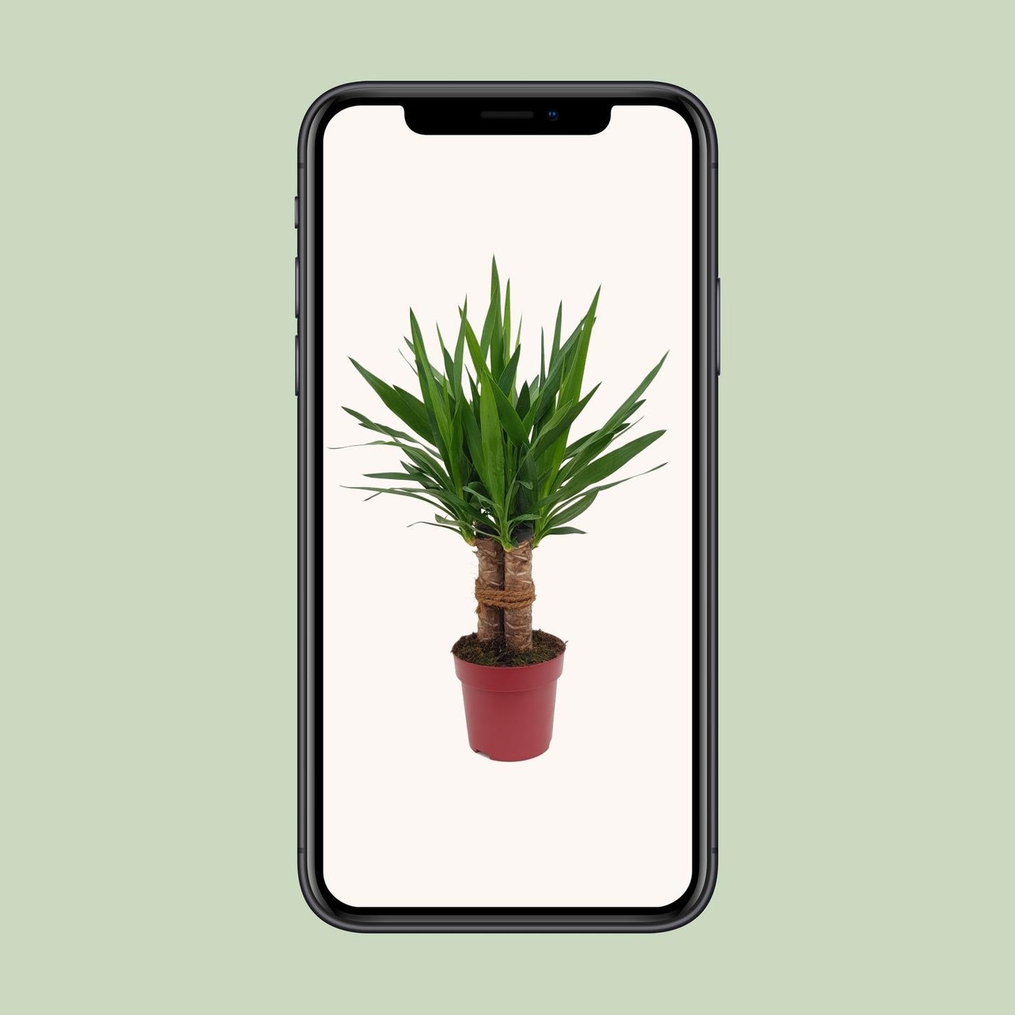 Yucca Palme 'Tres Cañas' – 70 cm pflegeleicht & robust