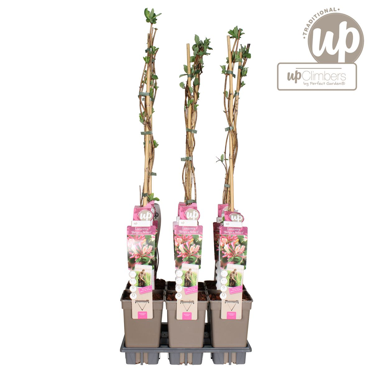 Lonicera periclymenum 'Belgica' – Duftendes Geißblatt Ø15cm