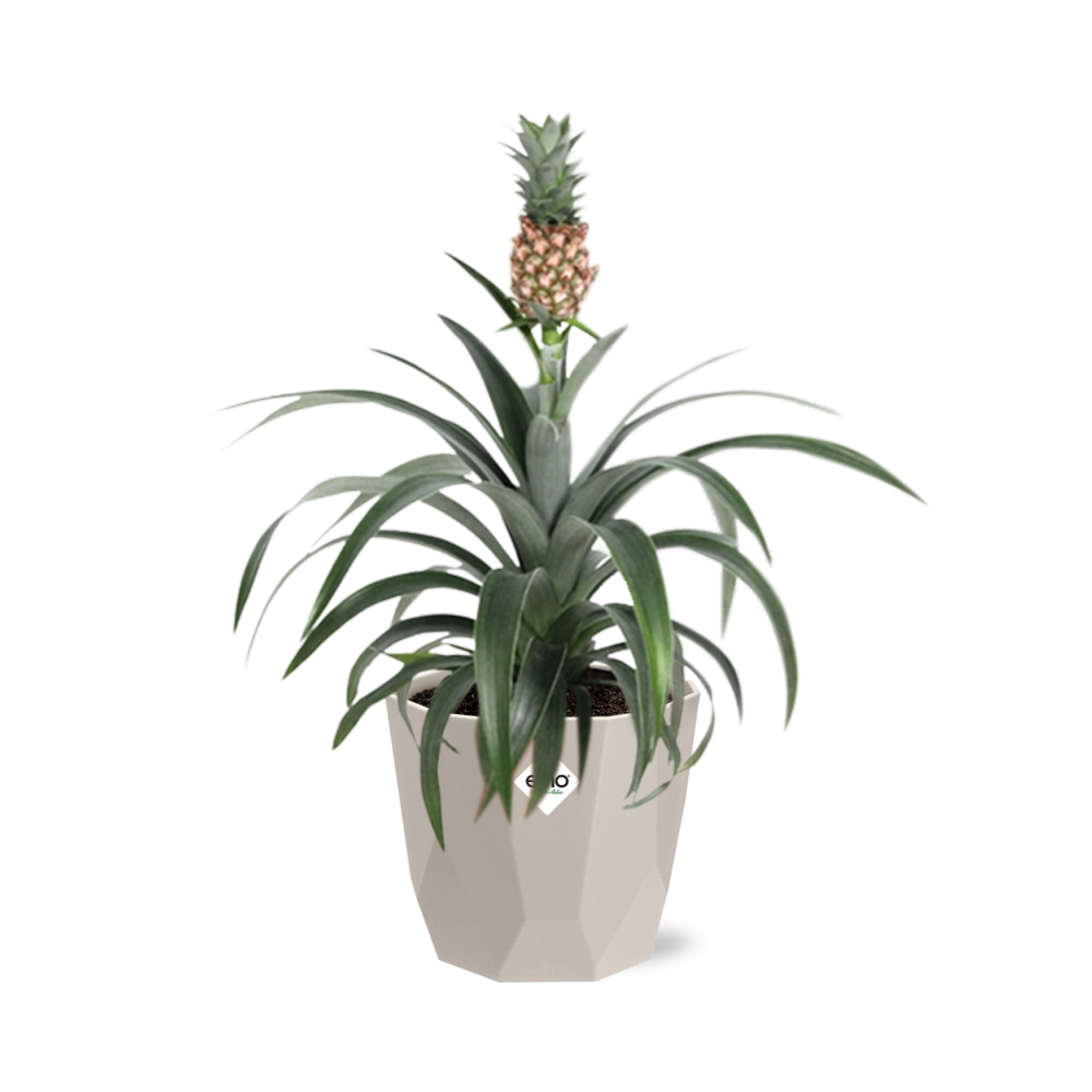 Ananas Mi Amigo Zimmerpflanze in ELHO b.for rock 14 cm warm grey
