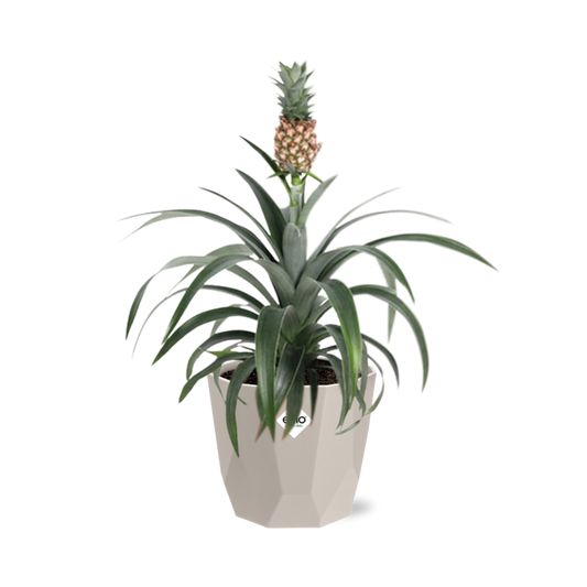 Ananas Mi Amigo Zimmerpflanze in ELHO b.for rock 14 cm warm grey