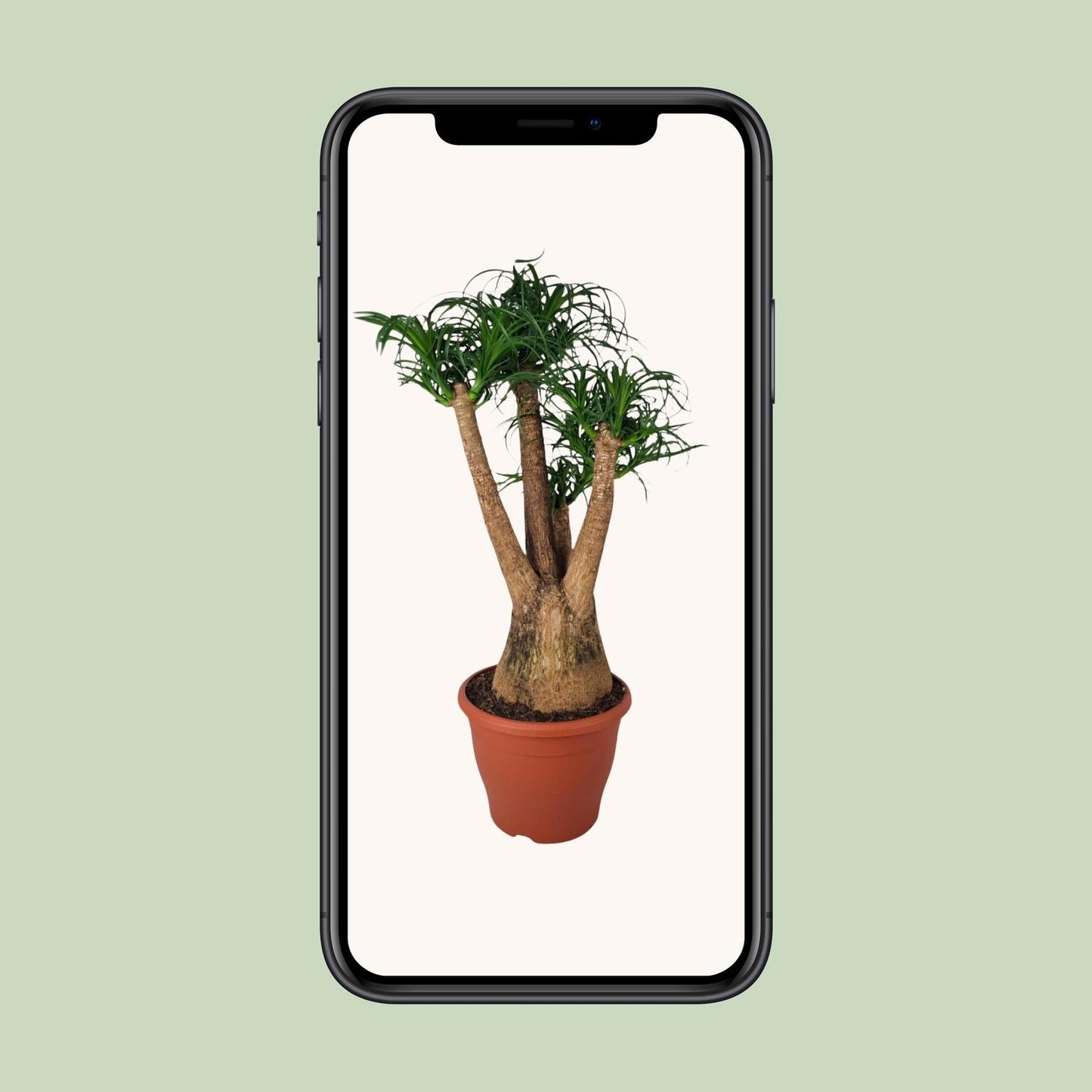 Beaucarnea Nolina – Elefantenfuß Ø29cm, 90cm Höhe