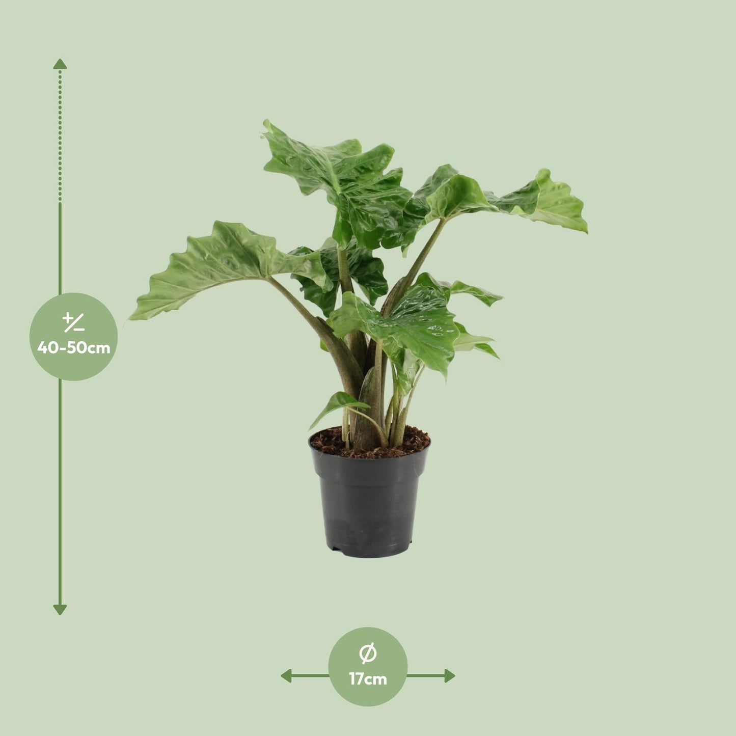Alocasia Low Rider – Exotische, pflegeleichte Zimmerpflanze Ø17cm