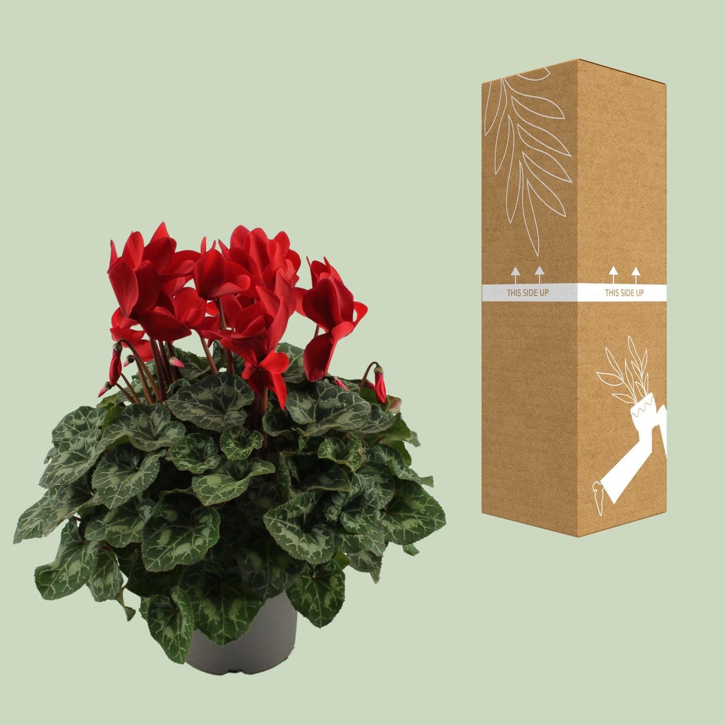 Cyclamen Rood – Pflegeleichte Zimmerpflanze Ø17cm