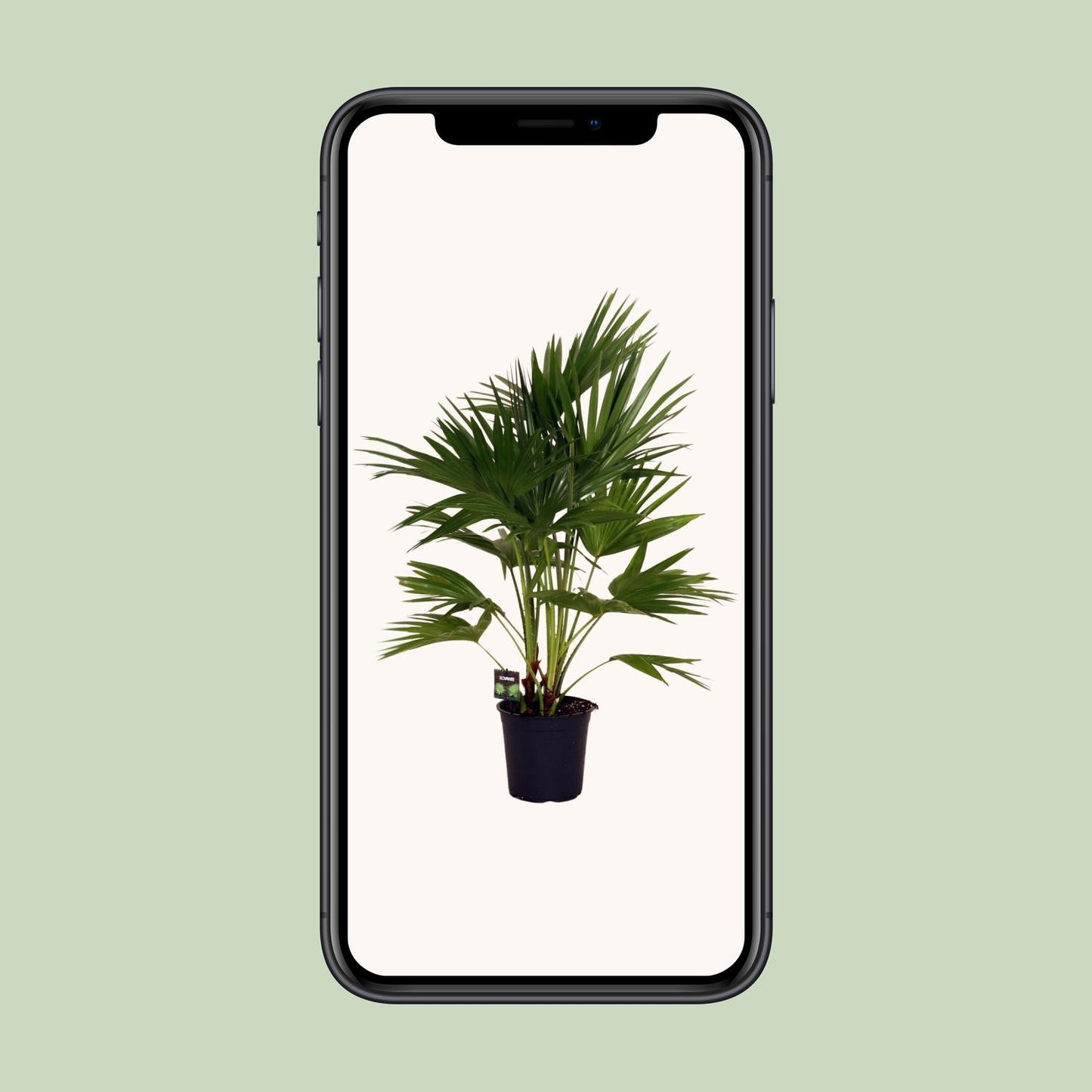 Livistona Chinensis – Pflegeleichte Fächerpalme Ø24cm
