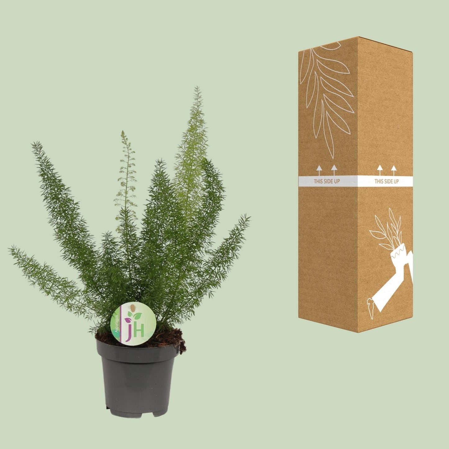 Asparagus Meyeri – Pflegeleichte, luftreinigende Zimmerpflanze Ø12cm