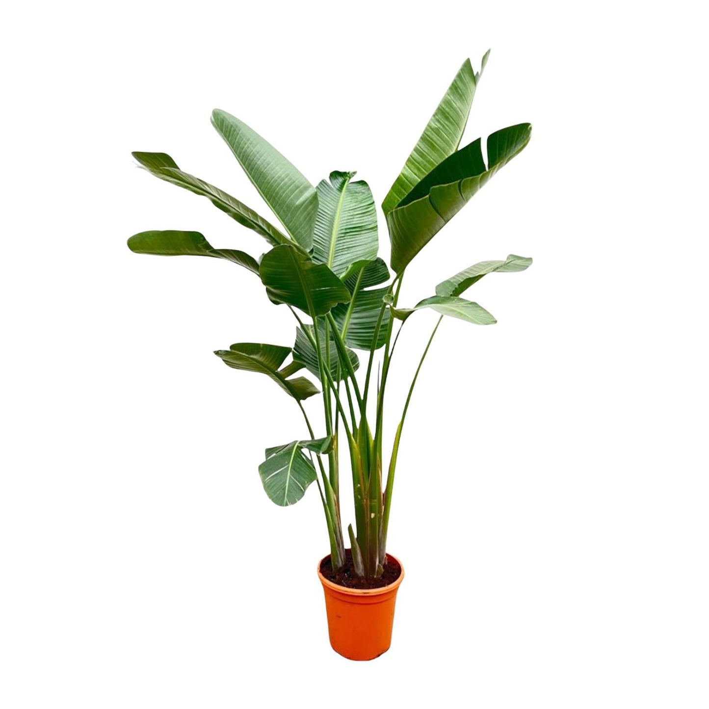 Strelitzia Augusta de luxe XXL – Weißer Paradiesvogel 250cm