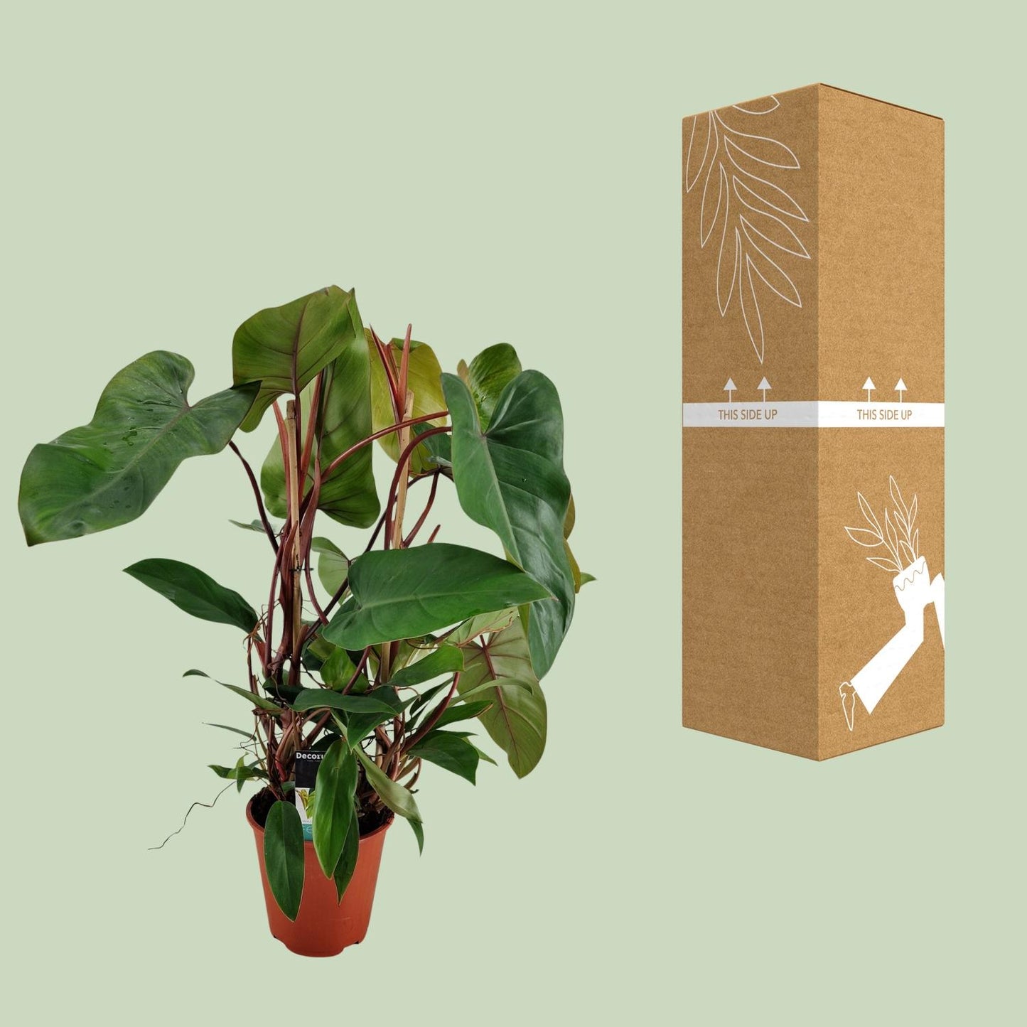 Philodendron Red Twins – Pflegeleichte Zimmerpflanze Ø19cm