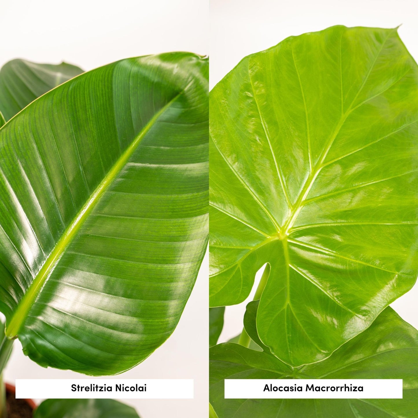 Tropisches Zimmerpflanzen-Set mit Strelitzia & Alocasia im Korb