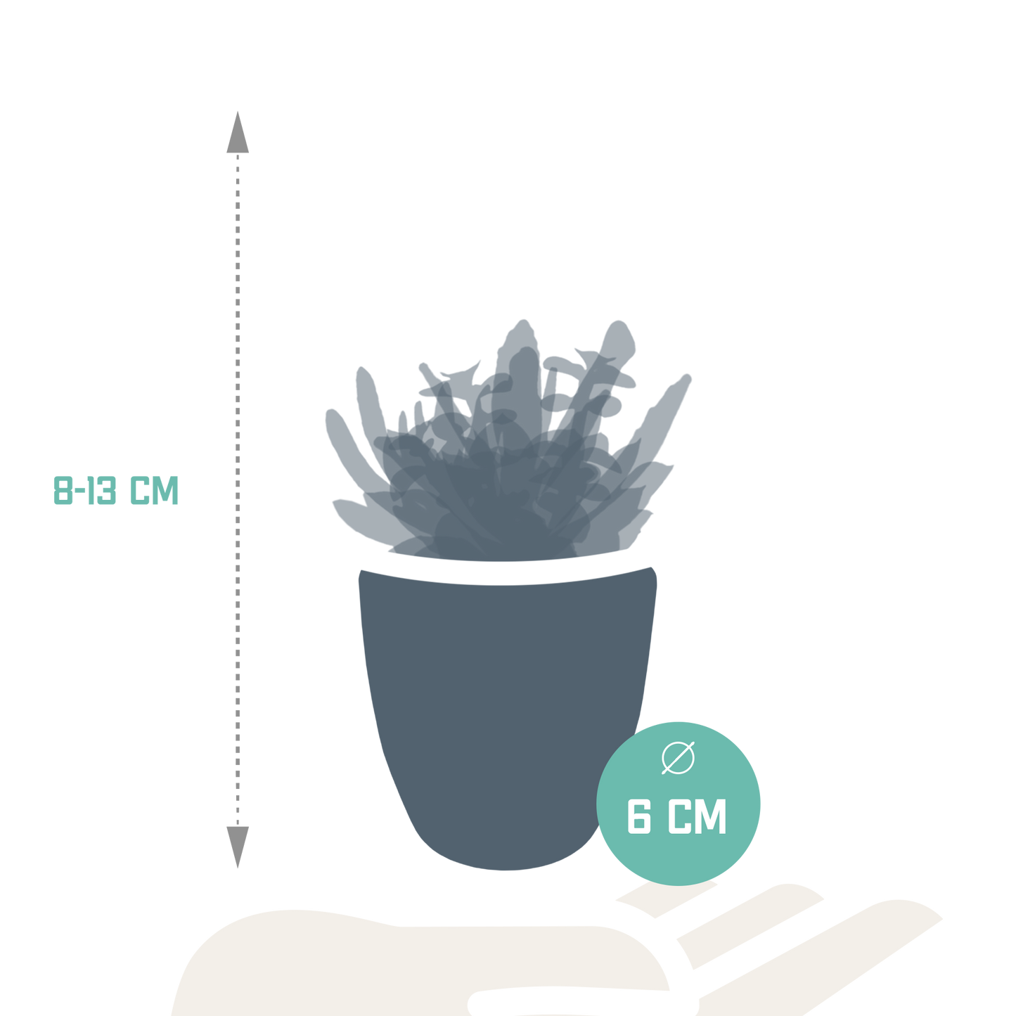 Vetplanten-Mischung 5er Set in Weißem Topf