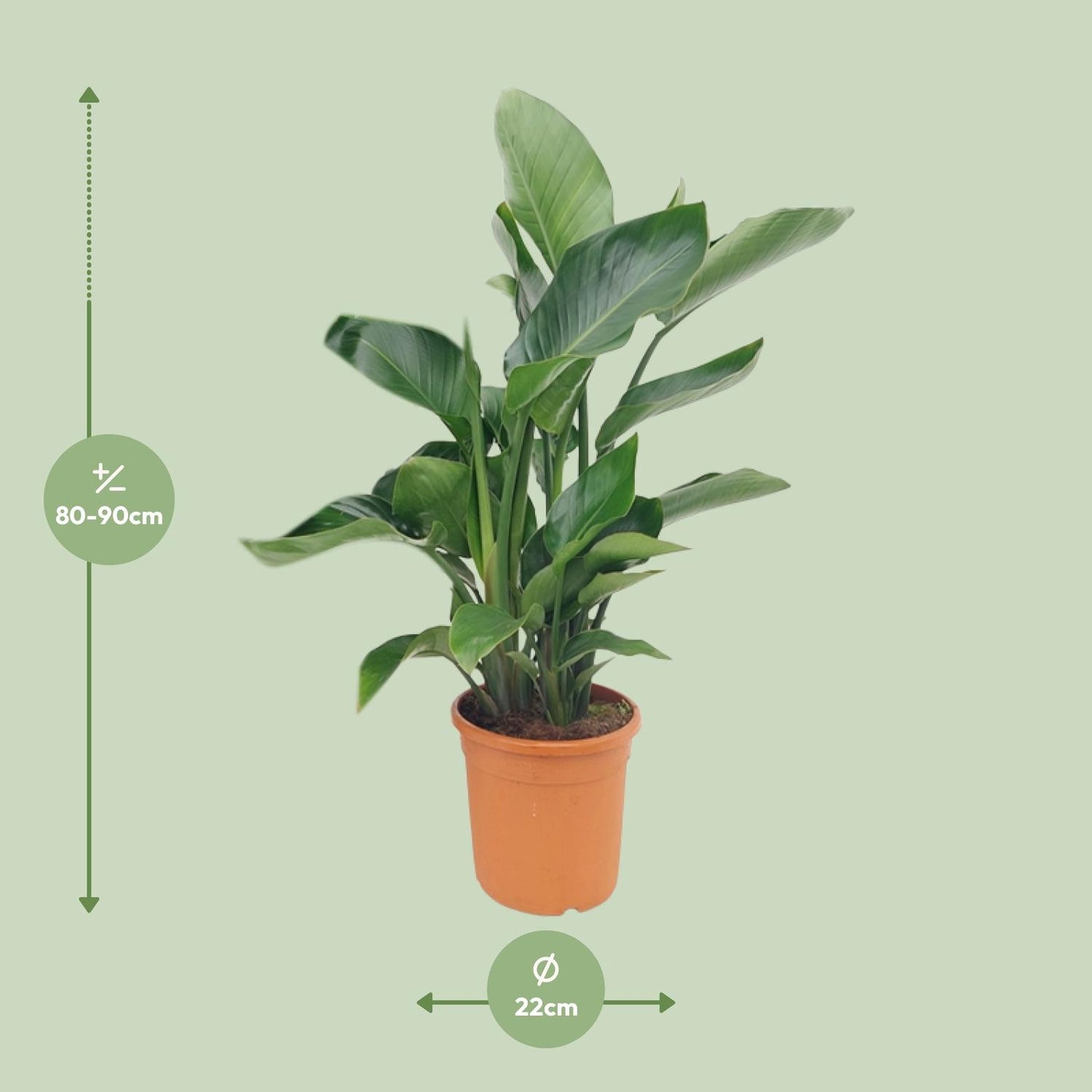 Strelitzia Nicolai - Pflegeleichte Bird of Paradise Pflanze Ø22cm