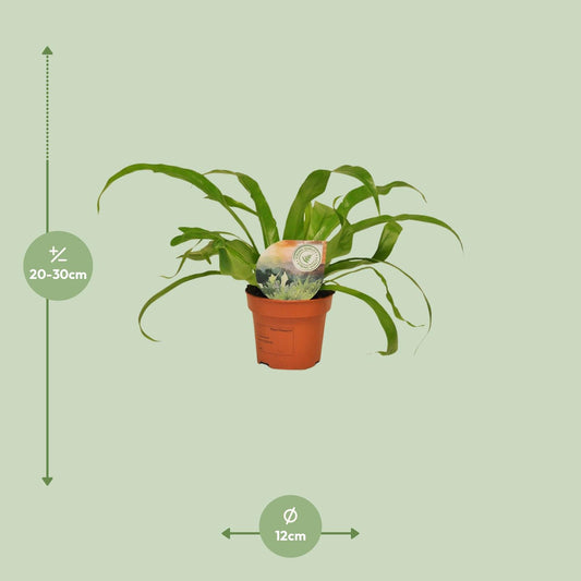 Asplenium Antiquum – Pflegeleichter Nierenfarn Ø12cm