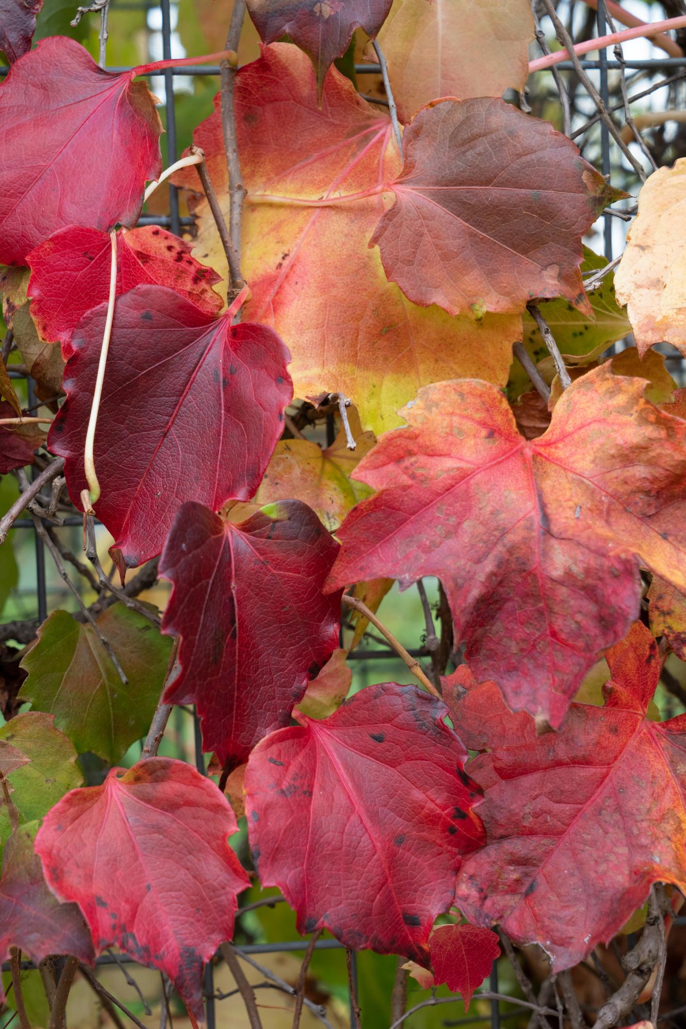 Wilder Wein 'Fenway Park' – Farbenfrohe Kletterpflanze Ø15cm