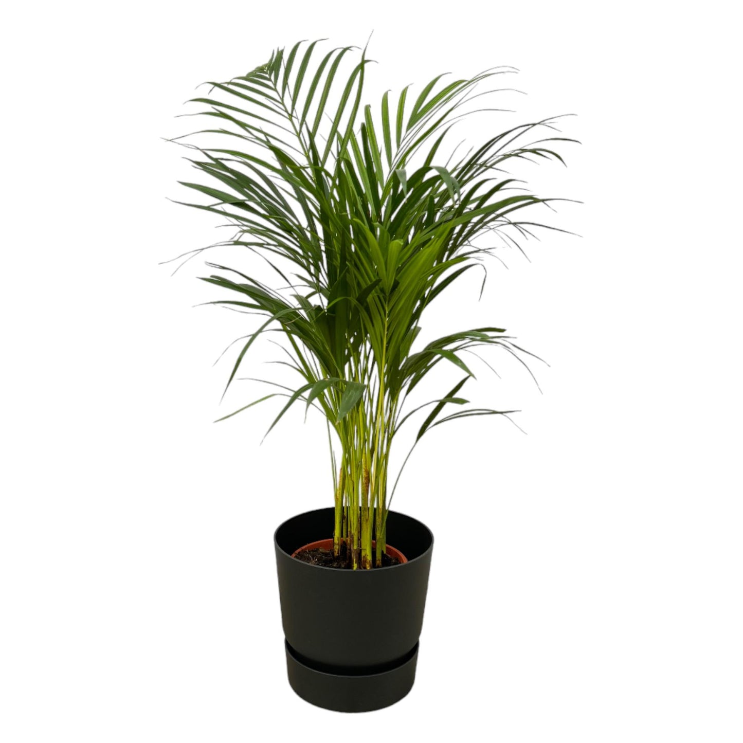 Areca-Palme im Elho Greenville Topf Ø19cm – Pflegeleicht & Trendig