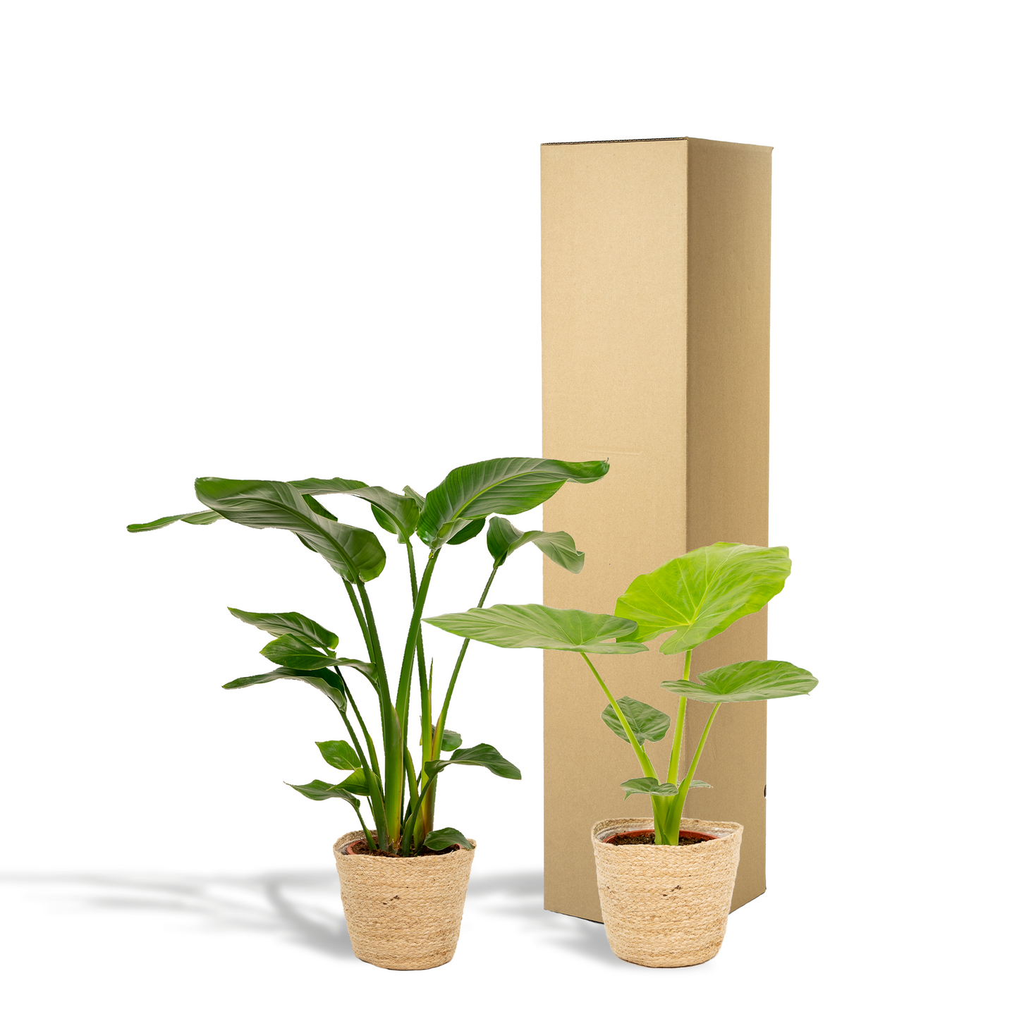 Tropisches Zimmerpflanzen-Set mit Strelitzia & Alocasia im Korb