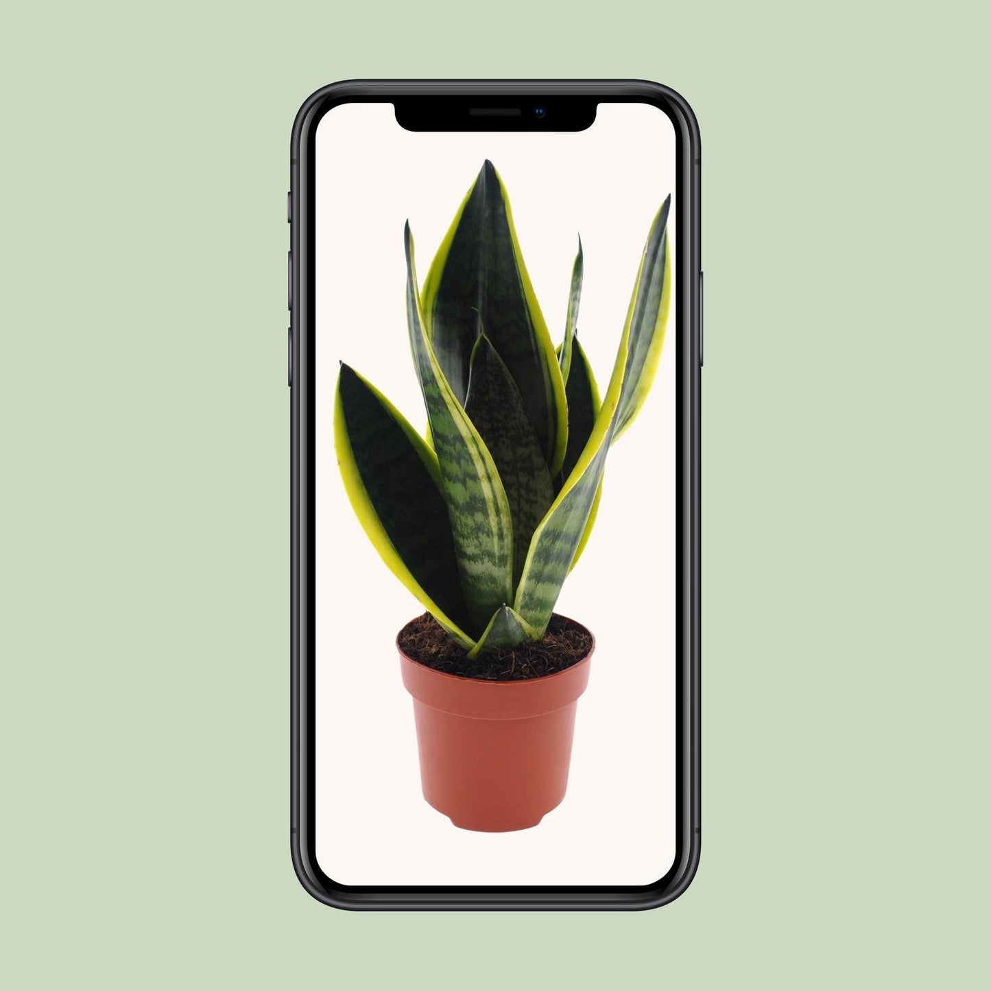 Sansevieria Futura Superba – Pflegeleichte Zimmerpflanze Ø12cm
