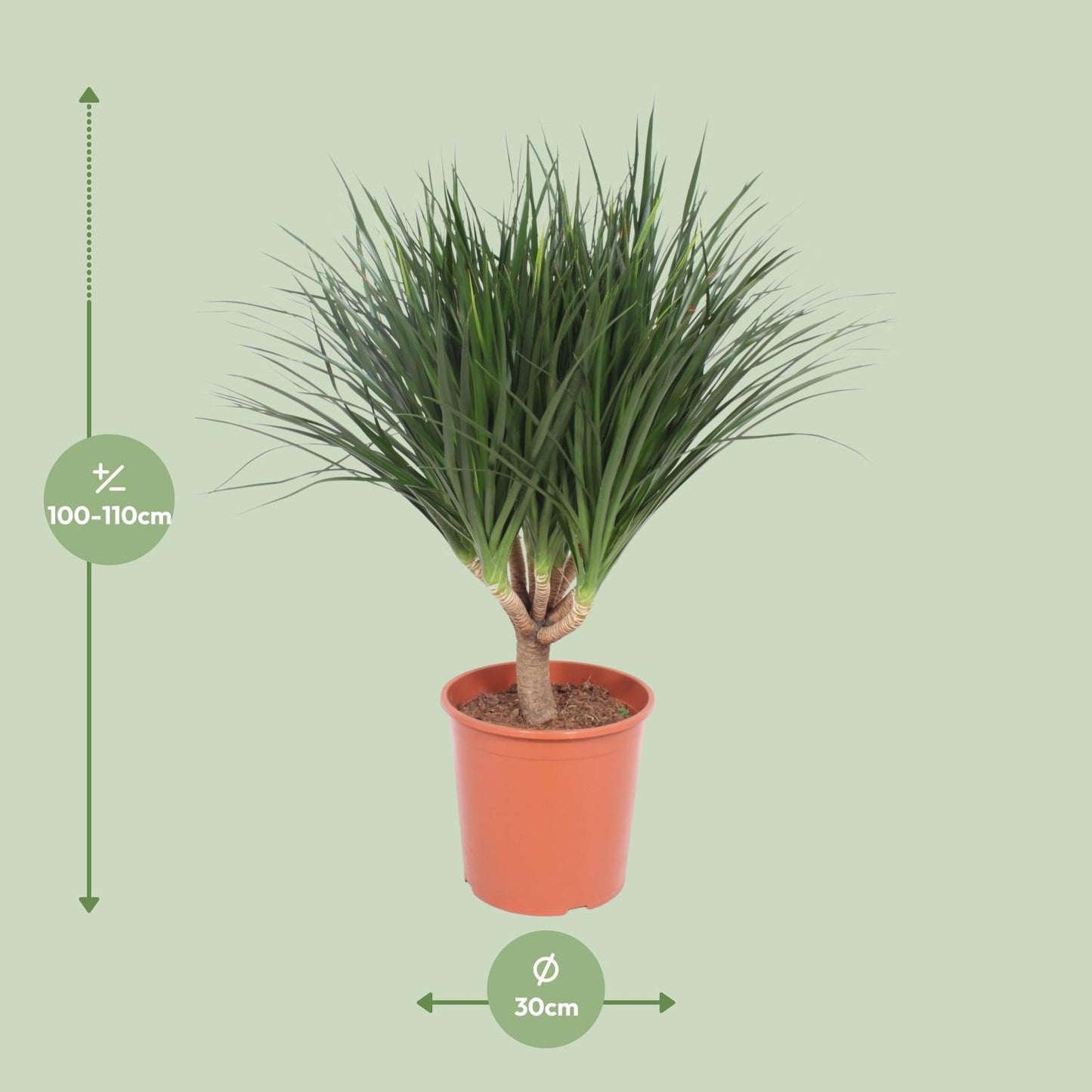Dracaena Draco – Pflegeleichter Drachenbaum Ø30cm, 110cm hoch