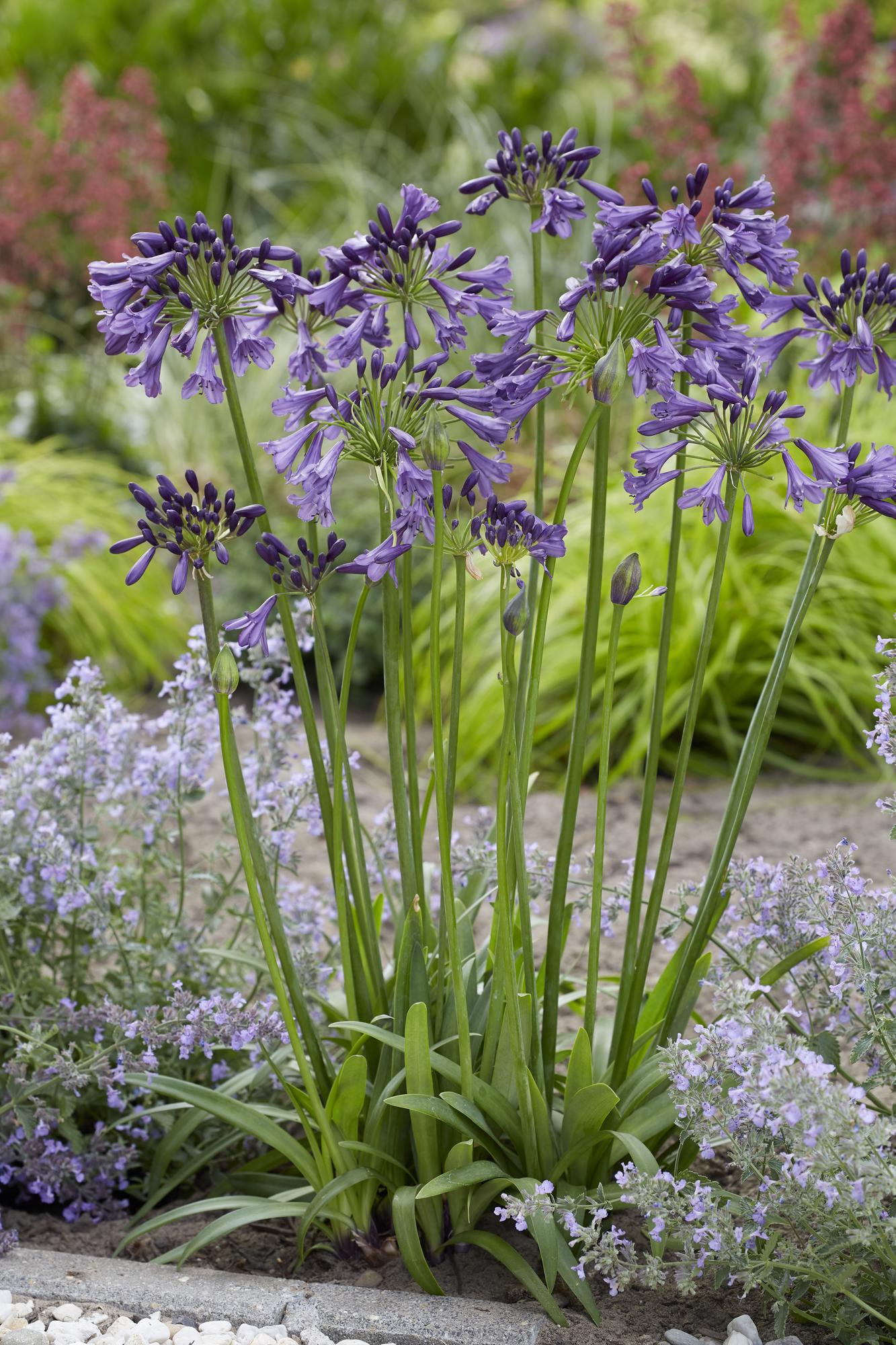 Agapanthus 'Poppin Purple' – Leuchtend lila Blütenpracht